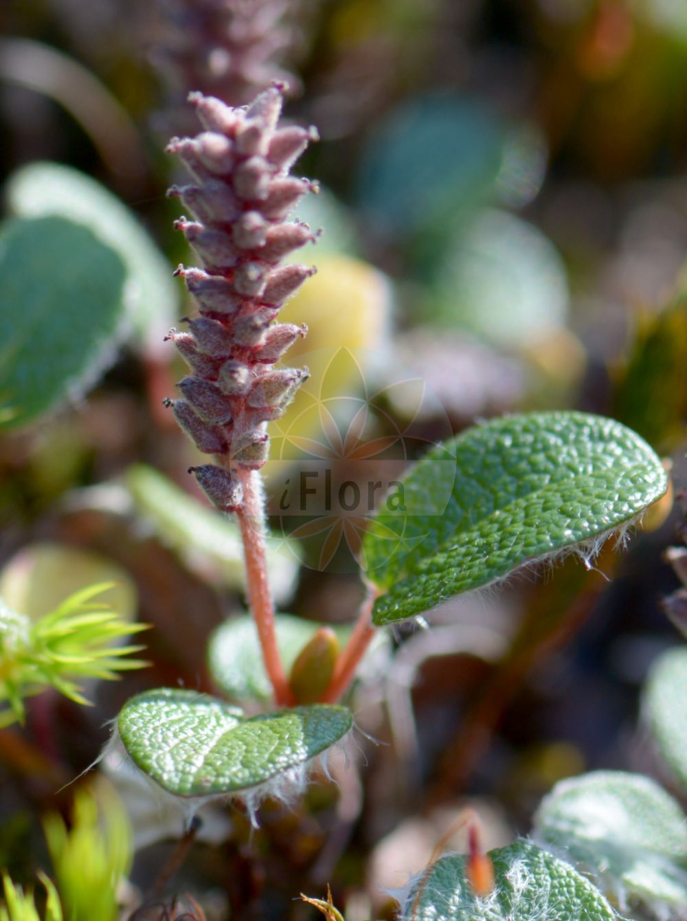Salix reticulata - Salicaceae,Plantae,Pteridobiotina,Angiosperms,Malpighiales,Salicaceae,Salix,Salix reticulata,Chamitea reticulata, Nectusion reticulata, Oisodix reticulata, Salix orbicularis, Salix reticulata subsp. glabellicarpa, Salix reticulata subsp. orbicularis, Salix reticulata subsp. reticulata, Salix reticulata var. gigantifolia, Salix reticulata var. reticulata, Salix reticulata var. semicalva, Salix reticulata var. subrotunda,Netz-Weide;net-leaved willow;net-leaf willow;netted willow;reticulate willow;netleaf willow;Saule réticulé;saule à réseau;sauce reticulado;Salice reticulato;salice reticolato;ива сетчатая;shelg;salenca reticulada;nätvide;netpil;wierzba żyłkowana;mrežolistna vrba;salcie pitica;верба сітчаста;мрежолистна върба;rynkevier;verkkolehtipaju