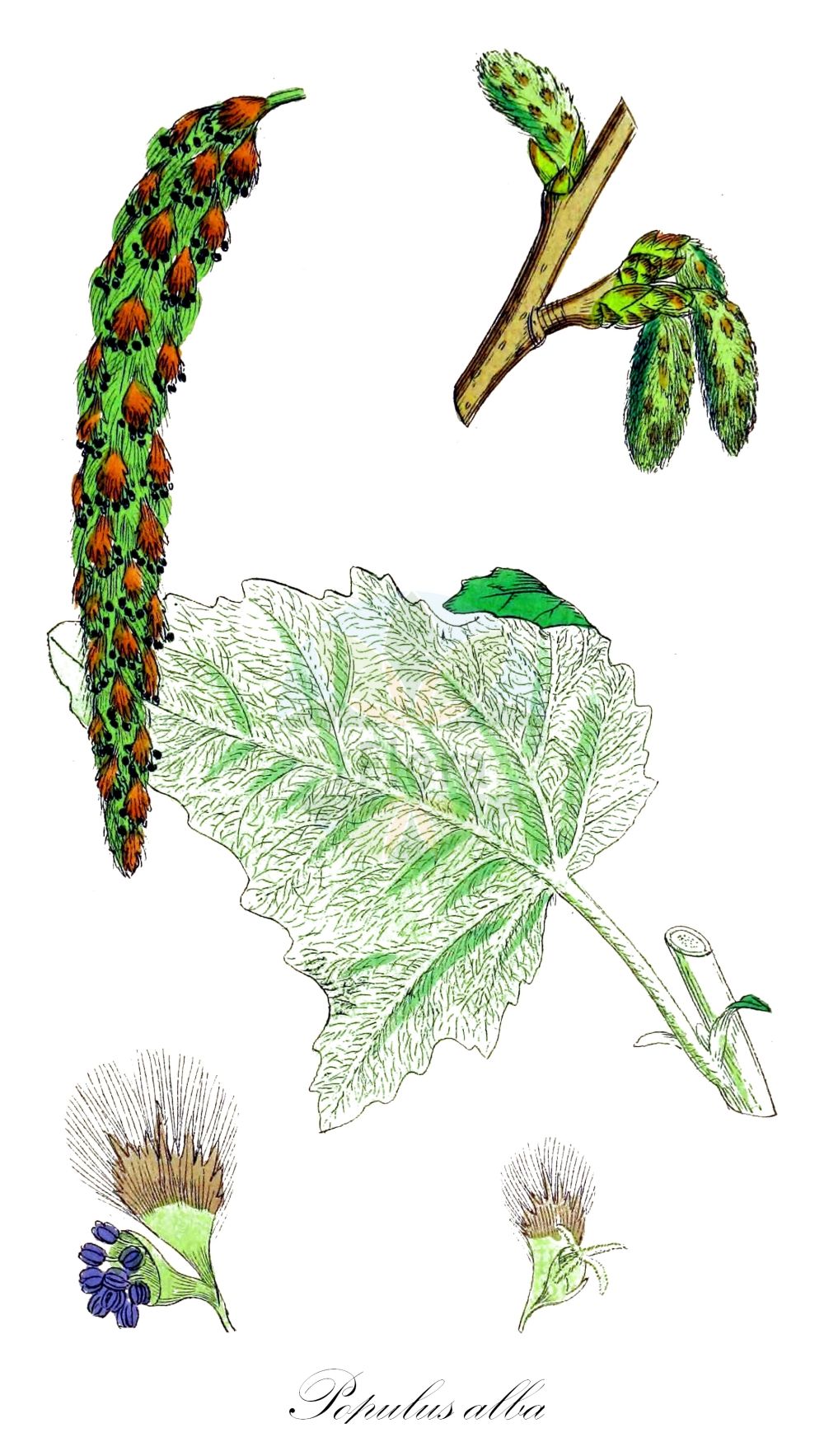 Populus alba - Salicaceae,Plantae,Pteridobiotina,Angiosperms,Malpighiales,Salicaceae,Populus,Populus alba,Leuce alba, Populus aegyptiaca, Populus alba var. alba, Populus alba var. bolleana, Populus alba var. nivea, Populus bolleana, Populus hickeliana, Populus major, Populus nivea, Populus nivea, Populus pseudonivea,Silber-Pappel;white poplar;abele;silver-leaved poplar;Peuplier blanc;peuplier de Hollande;peuplier argenté;aube;blanc de Hollande;bouillard;fran picard;piboule;ypréau;alamo blanco;álamo blanco;álamo alvar;álamo blanquillo;álamo plateado;chopo blanco;peralejo;pobo;Gattice;Pioppo bianco;weiden-klokje;witte abeel;choupo-branco;álamo-alvar;álamo-branco;amieiro-branco;faia-branca;тополь белый;ak kavak;plep;àlber;trepelj;weide-havikskruid;silverpoppel;sølv-poppel;bialodrzew;topola biała;beli topol;fehér nyár;linda;topol bílý;plop alb;topoľ biely;тополя біла;тополя болле;бяла топола;кавак;hõbehaab;baltā apse;sølvpoppel;hopeapoppeli;бела топола;baltoji tuopa;αγριόλευκα;ασπρόλευκα;λευκή;λεύκη λεύκη;yín bái yáng;银白杨