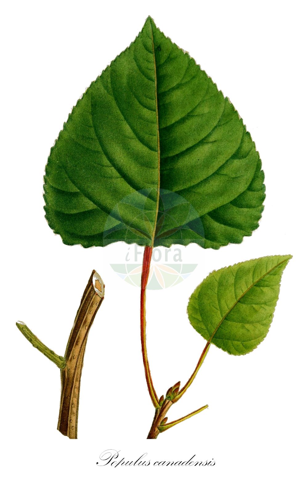 Populus deltoides subsp. monilifera - Salicaceae,Plantae,Pteridobiotina,Angiosperms,Malpighiales,Salicaceae,Populus,Populus deltoides,Populus deltoides subsp. monilifera,Aigeiros sargentii, Aigiros sargentii, Populus besseyana, Populus canadensis, Populus deltoides var. monilifera, Populus deltoides var. occidentalis, Populus monilifera, Populus monilifera var. occidentalis, Populus occidentalis, Populus sargentii, Populus sargentii var. texana, Populus texana,Kanadische Pappel;Kanadische Pappel;hybrid black poplar;canadian poplar;Peuplier du Canada;Pioppo del Canadà