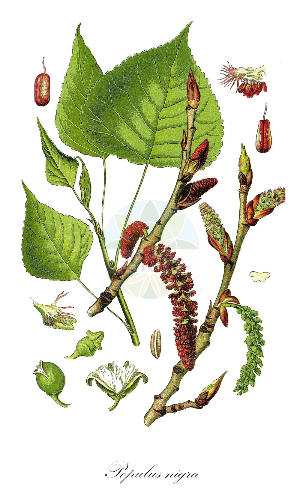 Populus nigra - Salicaceae,Plantae,Pteridobiotina,Angiosperms,Malpighiales,Salicaceae,Populus,Populus nigra,Aigiros nigra, Populus caudina, Populus dilatata, Populus fastigiata var. plantierensis, Populus flexibilis, Populus italica, Populus neapolitana, Populus nigra subsp. flexibilis, Populus nigra subsp. pyramidalis, Populus nigra var. caudina, Populus nigra var. elegans, Populus nigra var. italica, Populus nigra var. neapolitana, Populus nigra var. nigra, Populus nigra var. thevestina, Populus pyramidalis, Populus sosnowskyi, Populus thevestina,Schwarz-Pappel;Sarbaum;Birkenblättrige Schwarzpappel;lombardy-poplars;black-poplar;lombardy poplar;Peuplier noir;peuplier franc;peuplier noir à feuilles de bouleau;liard;bioulasse;liardier;peuplier de Naples;peuplier suisse;piboule;alamo negro;álamo negro;chopo;chopo de hoja de abedul;chopo mosquitero;chopo negro;negrillo;pobo;Pioppo nero;pioppo nero a foglie di betulla;welriekend viooltje;zwarte populier;álamo;álamo-negro;álemo;almo;amieiro-preto;choupo-negro;осокорь;тополь черный;kara kavak;plep;pollancre;pòpul;kanadska topola;svartpoppel;welriekende lathyrus;sortpoppel;sokora;topola czarna;topola nadwiślańska;seiyo-kako-yanagi;セイヨカコヤナギ;popura;ポプラ;črni topo;črni topol;fekete nyár;topol černý;plop negru;topoľ čierny;тополя чорна;черна топола;svartpoppel;mustapoppeli;белокори јаблан;кавак;καβάκι;λεύκα;λεύκη μέλαινα;hēi yáng;黑杨