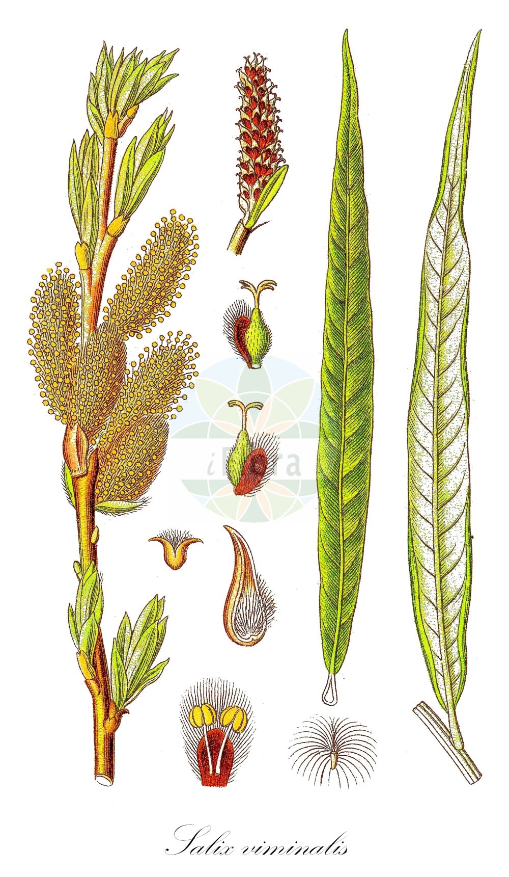 Salix viminalis - Salicaceae,Plantae,Pteridobiotina,Angiosperms,Malpighiales,Salicaceae,Salix,Salix viminalis,Diplima viminalis, Salix linearis, Salix longifolia, Salix polia, Salix rossica, Salix rufescens, Salix russica, Salix serotina, Salix splendens, Salix strobilacea, Salix veriviminalis, Salix viminalis subsp. veriviminalis, Salix viminalis var. semiviminalis, Salix viminalis var. strobilacea, Salix virescens,Korb-Weide;osier;basket willow;silky osier;common osier;french osier;osier willow;twiggy willow;Osier blanc;Saule des vanniers;hollandine;osier des îles;osier vert;saule à longues feuilles;mimbrera;sauce mimbre;mimbre común;Salice da vimini;Vetrice;Vimine;salice viminale;brillo;vinco;katwilg;salgueiro-francês;vima;vimeiro-branco;vimeiro-do-norte;vimeiro-fêmea;vimeiro-francês;ива Гмелина;ива корзиночная;ива лозная;ива настоящая прутовидная;ива прутовидная;ива русская;sepetçi söğütü;shelg;salze viminal;bijela topola;korgvide;båndpil;wierzba wiciowa;witwa;beka;kosárfonó fűz;vrba košíkářská;mlajă;vŕba košikárska;верба прутовидна;кошеичарска върба;korvipąju;vitspąju;klūdziņu kārkls;kurvpil;koripaju;беква;žilvitis;tù lán liǔ;吐兰柳