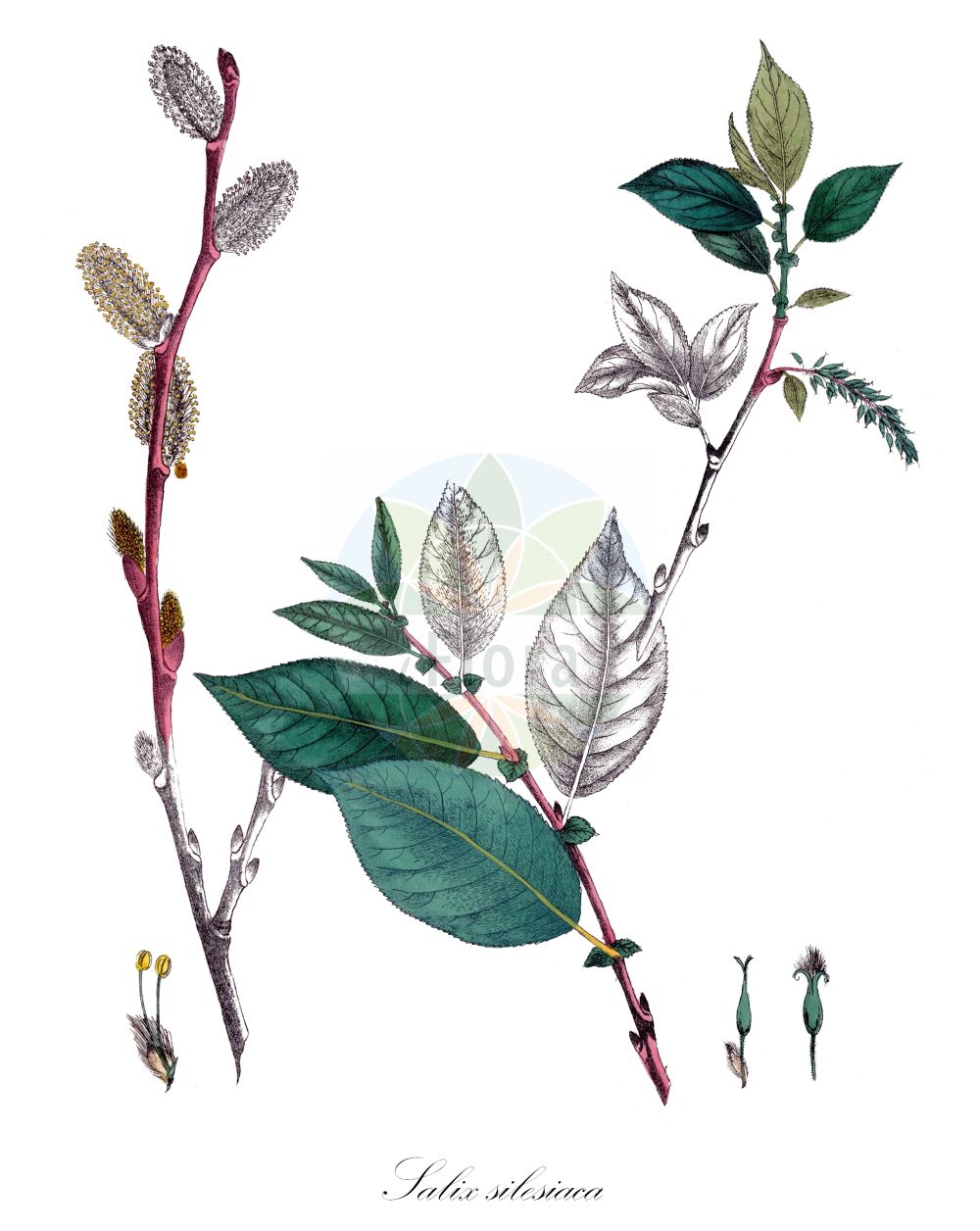 Salix silesiaca - Salicaceae,Plantae,Pteridobiotina,Angiosperms,Malpighiales,Salicaceae,Salix,Salix silesiaca,Salix silesiaca var. lasiocarpa, Vimen silesiaca,Schlesische Weide;saule de Silésie;ива силезская;wierzba śląska;sziléziai fűz;vrba slezská;vŕba sliezska;верба сілезька;шлеска врба