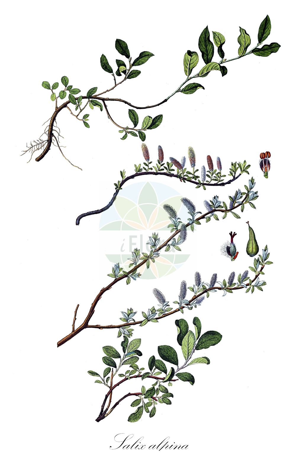 Salix alpina - Salicaceae,Plantae,Pteridobiotina,Angiosperms,Malpighiales,Salicaceae,Salix,Salix alpina,Salix jacquiniana, Salix jacquinii,Alpen-Weide;Myrten-Weide;Ostalpen-Weide;Ost-Myrten-Weide;alpine willow;Saule des Alpes;salice peloso;ива альпийская;wierzba alpejska;wierzba Jacquina;alpska vrba;верба альпійська