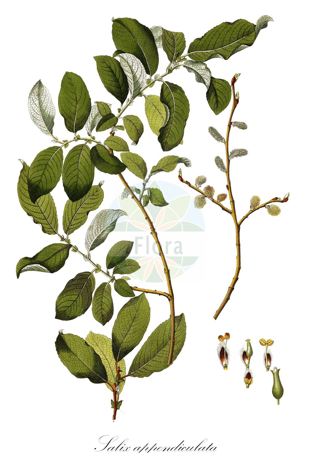 Salix appendiculata - Salicaceae,Plantae,Pteridobiotina,Angiosperms,Malpighiales,Salicaceae,Salix,Salix appendiculata,Capraea grandifolia, Salix appendicualata, Salix attenuata, Salix aurita var. grandifolia, Salix crispa, Salix grandifolia, Salix grandifolia f. fagifolia, Salix grandifolia f. lancifolia, Salix grandifolia f. vulgaris, Salix limnogena, Salix monandra, Salix sphacelata, Salix stipularis,Großblättrige Weide;Schlucht-Weide;Nebenblättrige Weide;Gebirgs-Weide;balkan willow;Saule à grandes feuilles;saule appendiculé;sauce apendiculado;Salice stipolato;ива крупнолистная;velikolistna vrba;nagylevelű fűz;vrba velkolistá;vŕba palistnatá;едролистна върба;крупнолисна врба