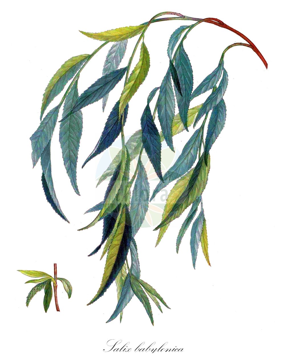 Salix babylonica - Salicaceae,Plantae,Pteridobiotina,Angiosperms,Malpighiales,Salicaceae,Salix,Salix babylonica,Ficus salix, Salix annularis, Salix babylonica f. seiko, Salix babylonica f. villosa, Salix babylonica var. babylonica, Salix babylonica var. glandulipilosa, Salix babylonica var. lavallei, Salix babylonica var. szechuanica, Salix cantoniensis, Salix capitata, Salix chinensis, Salix dependens, Salix jeholensis, Salix jishiensis, Salix lasiogyne, Salix lenta, Salix matsudana, Salix matsudana f. tortuosa, Salix matsudana var. anshanensis, Salix matsudana var. pseudomatsudana, Salix matsudana var. tortuosa, Salix napoleonis, Salix neolasiogyne, Salix ohsidare, Salix pendula, Salix pendula, Salix pingliensis, Salix pseudogilgiana, Salix pseudolasiogyne, Salix pseudomatsudana, Salix subfragilis, Salix yuhkii,Trauer-Weide;Chinesische Hänge-Weide;Babylonische Trauer-Weide;Echte Trauerweide;Korkenzieher-Weide;weeping willow;babylon willow;peking willow;Saule pleureur;saule de Babylone;saule de Pékin;saule parasol;saule tortueux;juncia;sauce de Matsuda;llorón;sauce de Babilonia;sauce llorón;salice piangente;salice di Pechino;salice babilonese;treurwilg;chorão;salgueiro-chorão;ива вавилонская;ива китайская;salkım söğüt;shelg;desmai;žalosna vrba;tårpil;tårepil;wierzba babilońska;shidare-yanagi;unryû-yanagi;シダレヤナギ;ウンルュウヤナギ;vrba žalujka;babiloni szomorúfűz;spirálfűz;vrba babylónská;vrba Matsudova;vrba pekingská;vŕba babylonská;верба вавілонська;плачеща върба;tårepil;itkusalava;chuí liǔ;hàn liǔ;垂柳;旱柳