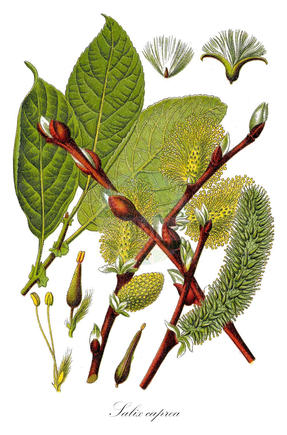 Salix caprea - Salicaceae,Plantae,Pteridobiotina,Angiosperms,Malpighiales,Salicaceae,Salix,Salix caprea,Capraea vulgaris, Nectopix caprea, Salix aurigerana, Salix bakko, Salix caprea f. elongata, Salix caprea f. subglabra, Salix caprea subsp. hultenii, Salix caprea var. lanatifolia, Salix caprea var. pendula, Salix coaetanea, Salix hallisanensis, Salix hallisanensis f. elongata, Salix hultenii, Salix hultenii f. angustifolia, Salix hultenii var. angustifolia, Salix ishidoyana, Salix lanata, Salix proteifolia, Salix raddeana var. subglabra, Salix sphacelata, Salix tomentosa, Salix tomentosa var. androgyna, Salix tomentosa var. macrophylla, Salix tomentosa var. rotundifolia, Salix tomentosa var. tenuifolia, Salix tomentosa var. ternata, Salix ulmifolia,Sal-Weide;goat willow;hoary willow;common sallow;great sallow;palm willow;pussy willow;Saule des chèvres;Saule marsault;marsault;saule mâle;bonnade;boursault;civette;gévrine;marsaule;osier cendré;petit marceau;saule cendré;saule gris;vorde;sauce cabruna;salce blanco;sauce cabruno;zargatillo;Salice delle capre;salicone;salica;salice caprino;salcio caprino;salcio delle capre;waterwilg;boswilg;salgueiro-cabuxo;бредина;ива козья;sorgun;shelg;gatsaule;iva;vrba iva;vanlig sälg;sälg;selje-pil;wierzba iwa;iva;kecskefűz;vrba jíva;salcie capreasca;vŕba rakyta;верба козяча;ива;козя върба;selje;raita;selja;huáng huā liǔ;黄花柳