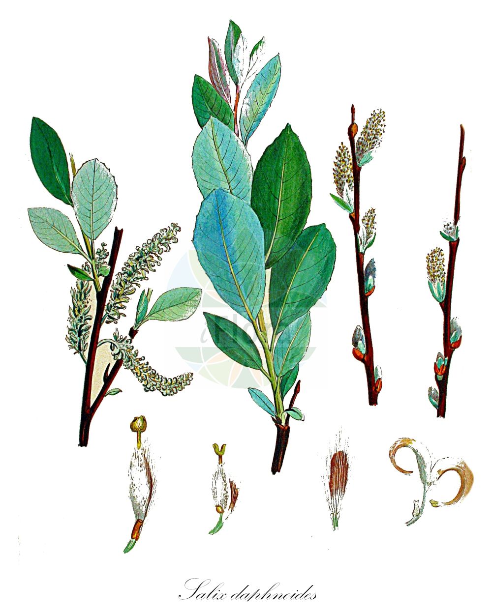 Salix daphnoides - Salicaceae,Plantae,Pteridobiotina,Angiosperms,Malpighiales,Salicaceae,Salix,Salix daphnoides,Salix bigemmis, Salix pomeranica, Salix praecox, Salix pruinosa, Salix pulchra, Salix violacea,Reif-Weide;european violet-willow;daphne willow;violet willow;Saule pruineux;saule noir;saule daphné;saule à feuilles de laurier;saule à bois glauque;saule faux-daphné;saule précoce;sauce falso dafne;sauce falso torbisco;Salice dafnoide;salice nero;salice barbuto;berijpte wilg;ива волчниковая;salze dafnoide;veleresna vrba;daggvide;äkta daggvide;pommersk pil;wierzba wawrzynkowa;volčinasta vrba;boroszlánlevelű fűz;vrba lýkovcová;vŕba lykovcová;верба вовчеягідна;härmpaju;smilšu vītols;doggpil;härmäpaju;pajūrinis karklas