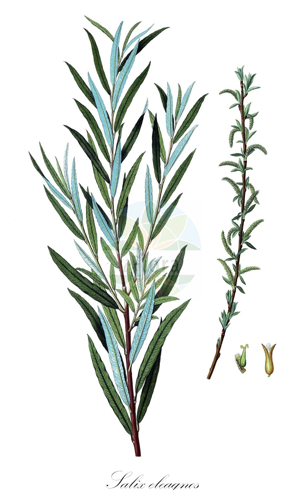 Salix eleagnos - Salicaceae,Plantae,Pteridobiotina,Angiosperms,Malpighiales,Salicaceae,Salix,Salix eleagnos,Salix angustifolia, Salix eleagnos subsp. angustifolia, Salix incana, Salix incana var. angustifolia, Salix lavandulifolia, Salix linearis, Salix oleifolia, Salix otites, Salix patula, Salix riparia,Lavendel-Weide;Schmalblättrige Weide;olive willow;hoary willow;lavender willow;rosemary willow;elaeagnus willow;Saule drapé;saule à feuilles cotonneuses;saule à feuilles de lavande;saule cotonneux;saule des torrents;salciña;sarga;sarga común;sargatilla;sauce drapeado;verga;Salice ripaiolo;salice ripajuolo;salice di ripa;salice argentato;salice ripaiuolo;grijze wilg;ива лохолистная;iğde söğüdü;shelg;sarga;sivkasta vrba;lavendelvide;flod-pil;wierzba siwa;siva vrba;parti fűz;vrba šedá;vŕba sivá;верба сива;тяснолистна върба;сива врба;ιτιά ελαίαγνος;τιά ελαίαγνος