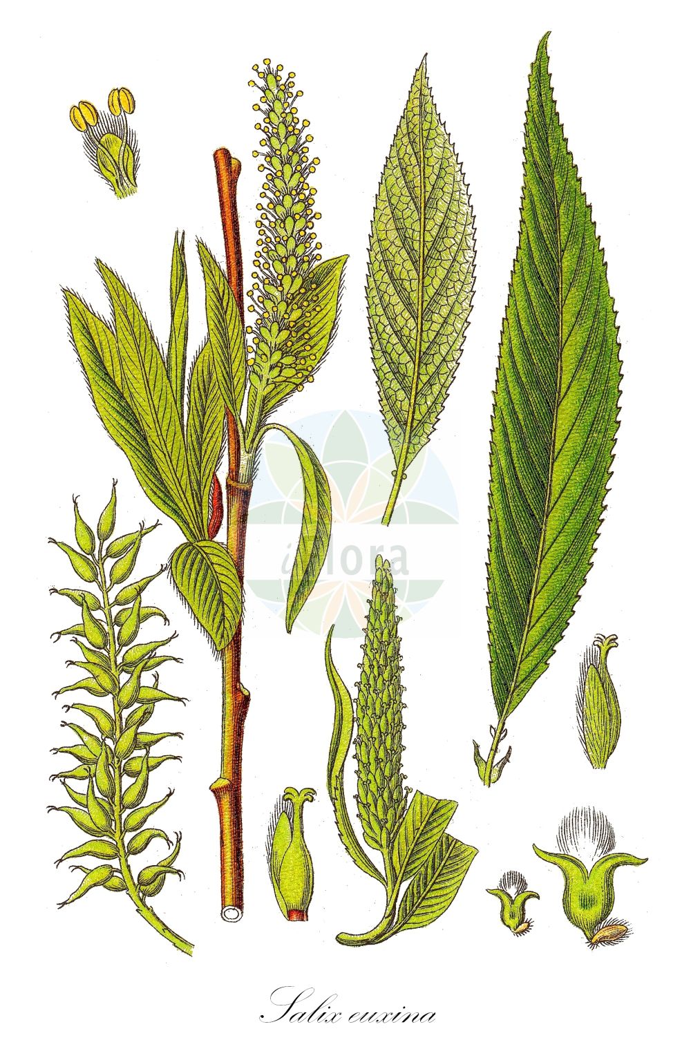 Salix euxina - Salicaceae,Plantae,Pteridobiotina,Angiosperms,Malpighiales,Salicaceae,Salix,Salix euxina,Salix fragilis var. capitata, Salix fragilis var. sphaerica, Salix fragilis var. viridis,Bruch-Weide;Knack-Weide;brittle willow;crack willow;hybrid crack willow;Saule fragile;saule cassant;mimbrera;Salice fragile;kraakwilg;knakwilg;vimeiro;ива эвксинская;biyareş;krhka vrba;knäckepil;törékeny fűz;vrba křehká;salcie plesnitoare;vŕba krehká;верба ламка;ιτιά