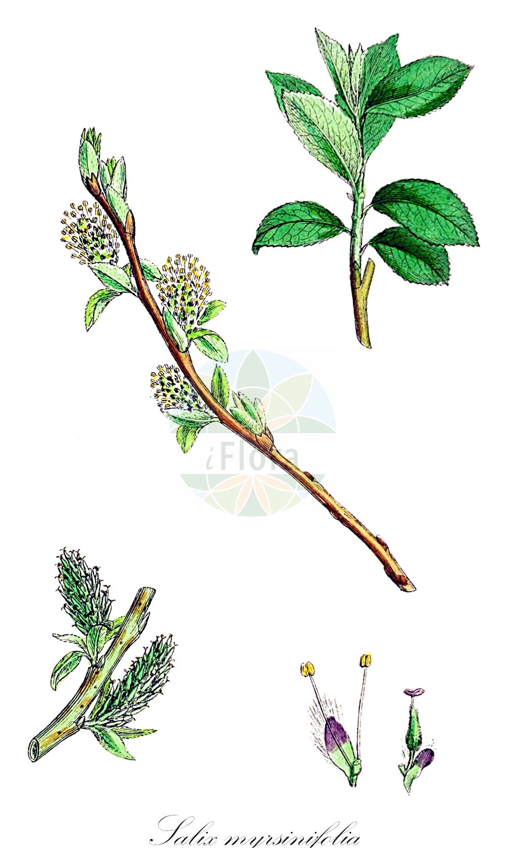 Salix myrsinifolia - Salicaceae,Plantae,Pteridobiotina,Angiosperms,Malpighiales,Salicaceae,Salix,Salix myrsinifolia,Salix alaternoides, Salix amaniana, Salix andersoniana, Salix ansoniana, Salix atropurpurea, Salix atrovirens, Salix atrovirens, Salix aubonnensis, Salix australis, Salix carpinifolia, Salix carpinifolia, Salix clethraefolia, Salix conformis, Salix coriacea, Salix cotinifolia, Salix crassifolia, Salix crassifolia, Salix cydoniifolia, Salix damascena, Salix diffusa, Salix firma, Salix firma, Salix forsteriana, Salix glabricarpa, Salix glareosa, Salix glaucescens, Salix glaucophylla, Salix grisonensis, Salix grisophylla, Salix grisophylla, Salix gryonensis, Salix helvetica, Salix hirta, Salix hybrida, Salix incana, Salix juratensis, Salix lacustris, Salix lacustris, Salix laxa, Salix lemana, Salix lithuanica, Salix malifolia, Salix menthifolia, Salix mespilifolia, Salix mollis, Salix montana, Salix mutabilis, Salix myrsinites, Salix nervosa, Salix nigrescens, Salix nigricans, Salix nigricans var. borussica, Salix nigricans var. crassifolia, Salix nigricans var. firma, Salix nigricans var. grandis, Salix nigricans var. lancifolia, Salix nigricans var. parvifolia, Salix nigricans var. rupestris, Salix nigricans var. sericea, Salix ovata, Salix ovata, Salix pallescens, Salix pallida, Salix paludosa, Salix pannosa, Salix parietariifolia, Salix petraea, Salix petrosa, Salix phylicifolia, Salix polygonifolia, Salix prunifolia, Salix ramifusca, Salix recurvata, Salix rhodanii, Salix rivalis, Salix rivularis, Salix rivularis, Salix rotundata, Salix rupestris, Salix schleicheriana, Salix schleicheriana, Salix sordida, Salix sordida, Salix stylaris, Salix stylosa, Salix tenuifolia, Salix tiliifolia, Salix tomentella, Salix torfacea, Salix turgida, Salix vallesiaca, Salix vaudensis, Salix villosa, Salix virgata, Salix willdenoviana, Salix wulfeniana, Sokolofia rupestris, Urnectis hirta, Vimen andersoniana, Vimen cotinifolia, Vimen fosteriana,Schwarz-Weide;Waadtländer Weide;Schwarzwerdende Weide;dark-leaved willow;blueberry willow;Saule noircissant;saule noirâtre;sauce de hoja de mirsine;Salice annerente;salice di monte;salice dell'Appennino;salice nero;ива мирзинолистная;ива чернеющая;murt söğüdü;rakita;svartvide;sort pil;wierzba cziarnawa;črnikasta vrba;feketedő fűz;vrba černající;vŕba černastá;верба мирзинолиста;черна върба;mustjas paju;mirsīnlapu kārkls;svartvier;mustuvapaju;viðja;juosvasis karklas