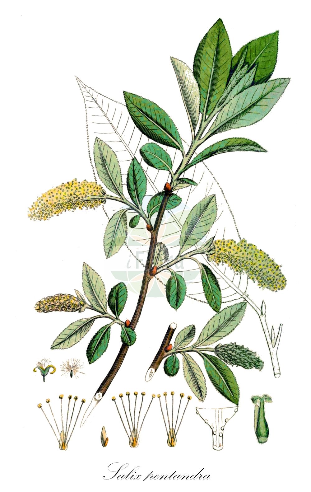 Salix pentandra - Salicaceae,Plantae,Pteridobiotina,Angiosperms,Malpighiales,Salicaceae,Salix,Salix pentandra,Amerina glandulosa, Lusekia laurina, Pleiarina pentandra, Salix burqinensis, Salix laurifolia, Salix pentandra var. pentandra, Salix pentandrifolia,Lorbeer-Weide;bay willow;bay-leaf willow;laurel willow;bay-leaved willow;Saule à cinq étamines;Saule laurier;saule odorant;sauce de cinco estambres;sauce laurifolio;Salice odoroso;salice laurino;laurierwilg;ива пятитычинковая;чернотал;soyurgan;shelg;salze pentandre;puzava vrba;jolster;fernhannet pil;wierzba laurowa;wierzba pięciopręcikowa;peteroprašniška vrba;babérfűz;vrba pětimužná;vŕba päťtyčinková;верба п'ятитичинкова;петтичинкова върба;raudremmelgas;šķetra;istervier;halava;gljávíðir;virbinis;virbis;wǔ ruǐ liǔ;五蕊柳