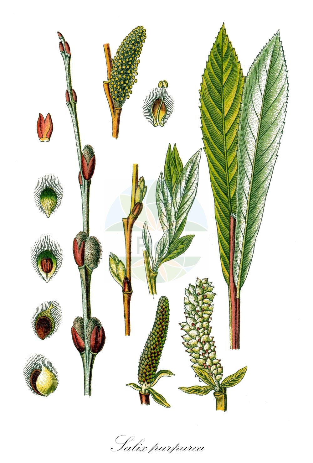 Salix purpurea - Salicaceae,Plantae,Pteridobiotina,Angiosperms,Malpighiales,Salicaceae,Salix,Salix purpurea,Knafia helix, Knafia purpurea, Salix caesifolia, Salix carniolica, Salix helix, Salix helix, Salix monandra, Salix monandra var. sericea, Salix monandra var. subverticillata, Salix multiformis, Salix mutabilis, Salix olivacea, Salix oppositifolia, Salix pontederana, Salix purpurea f. eriantha, Salix purpurea f. furcata, Salix purpurea f. sericea, Salix purpurea f. styligera, Salix tenuis, Vetrix purpurea, Vetrix sicula,Purpur-Weide;Gewöhnliche Purpur-Weide;purple willow;basket willow;purple osier;bitter willow;purpleosier willow;Osier rouge;Saule pourpre;osier à une étamine;osier des tonneliers;saule de Lambert;saule grêle;saule pourpre nain;verdiau;sauce colorado;mimbrera;mimbrera purpúrea;mimbrera roja;saciña;saciño;sarga colorada;sarga fina;sargatilla fina;sargatillo;sauce amargo;sauce rojo;Salice rosso;salicella;bittere wilg;salgueiro-de-casca-roxa;vime-vermelho;ива пурпурная;ива пурпурная грацилис;erguvani söğüt;shelg;saulic;planinska vrba;rödvide;purpur-pil;wierzba purpurowa;wiklina;rdeča vrba;csigolyafűz;vrba nachová;răchita roșie;vŕba purpurová;верба пурпурова;ракита;червена върба;punapaju;rødpil;punapaju;purpura kārkls;purpurinis karklas;ιτιά πορφυρά