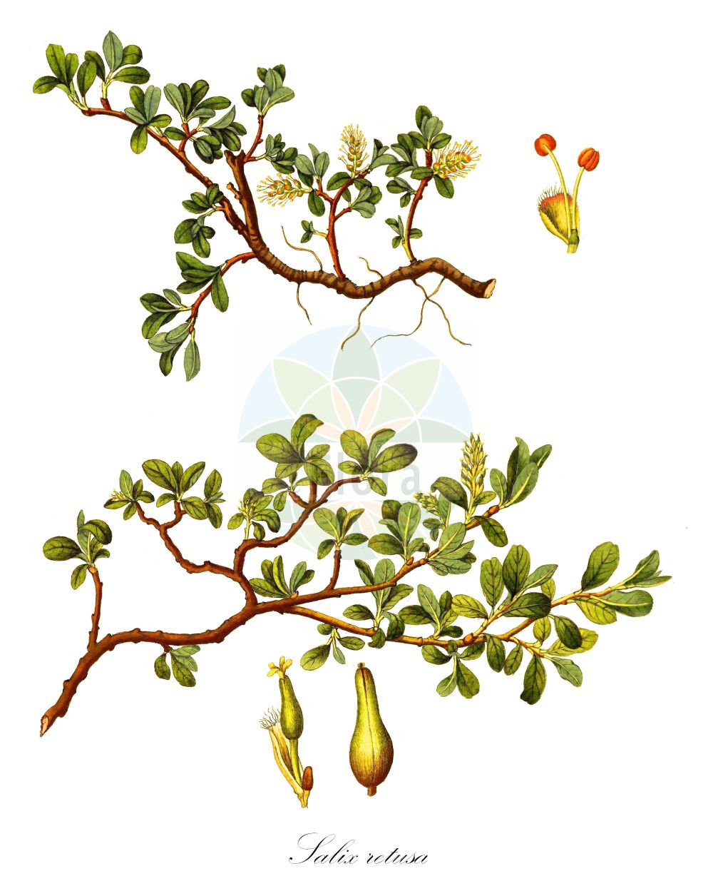 Salix retusa - Salicaceae,Plantae,Pteridobiotina,Angiosperms,Malpighiales,Salicaceae,Salix,Salix retusa,Salix kitaibeliana, Vimen retusa,Stumpfblättrige Weide;Gestutzte Weide;blunt-leaved willow;Saule à feuilles émoussées;saule émoussé;saule à feuilles obtuses;saule à feuilles rétuses;saule tapissant;sauce de hoja truncada;Salice retuso;ива притуплённая;shelg;salenca retusa;košaračka vrba;wierzba wykrojona;topolistna vrba;csorbafűz;vrba uťatá;salcie pitica;vŕba tupolistá;верба китайбелева;верба туполиста;врязанолистна върба;туполисна врба