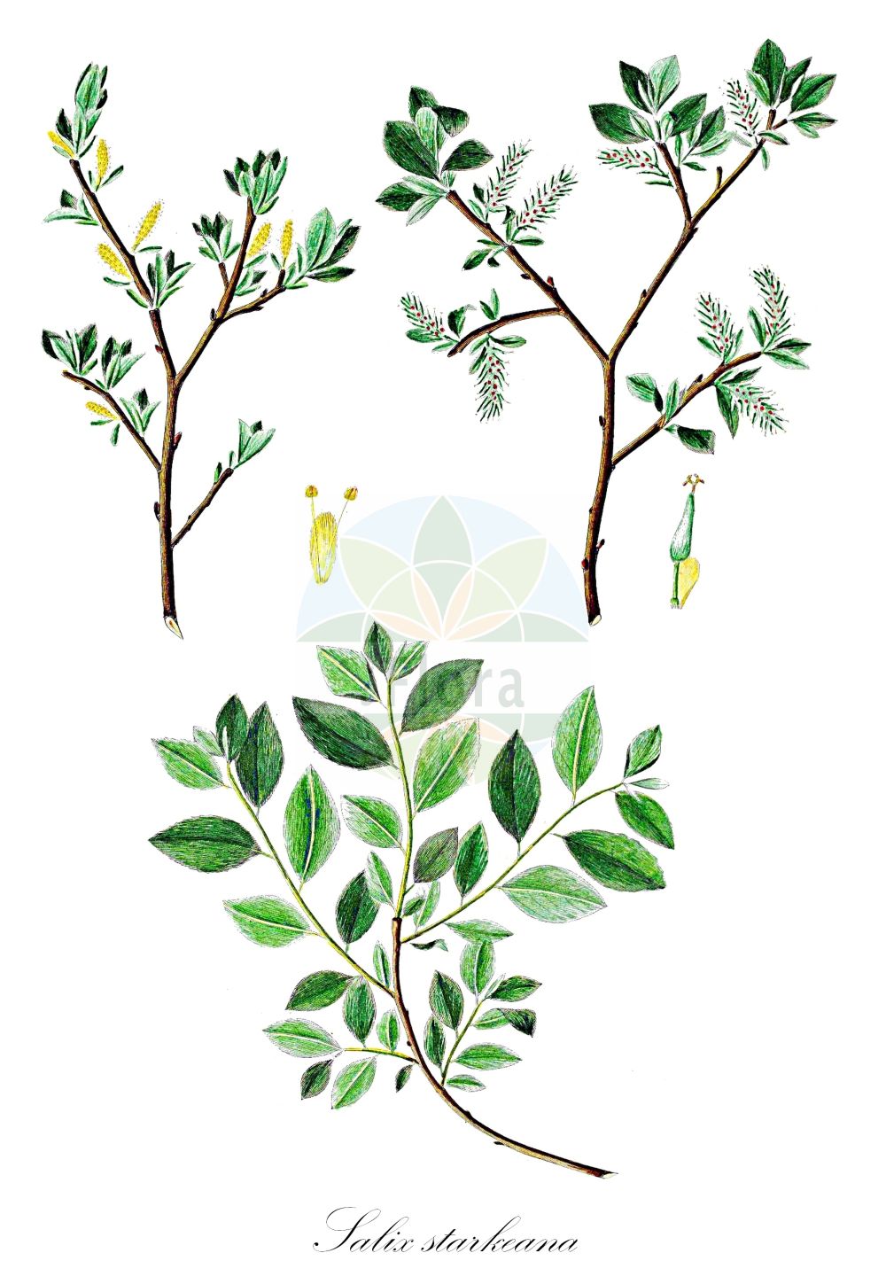 Salix starkeana - Salicaceae,Plantae,Pteridobiotina,Angiosperms,Malpighiales,Salicaceae,Salix,Salix starkeana,Salix livida, Salix malifolia, Salix starkeana var. livida, Vimen starkeana,Bleiche Weide;bebb willow;pale willow;Saule pâle;ива приземистая;ива сизоватая;ива сизовато-серая;ива сухолюбивая;ива Штарка;ängsvide;ellebladet pil;wierzba śniada;sárga fűz;vrba bledá;vŕba sivozelená;верба старке;verkjas paju;štarkes kārkls;blåvier;ahopaju;žemasis karklas