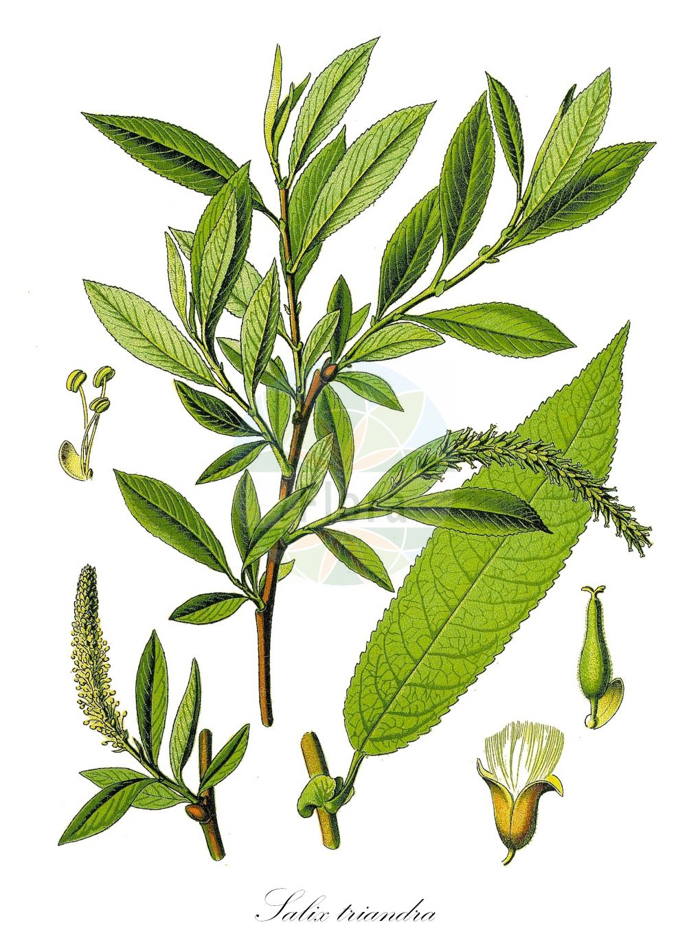 Salix triandra - Salicaceae,Plantae,Pteridobiotina,Angiosperms,Malpighiales,Salicaceae,Salix,Salix triandra,Diplusion undulata, Gruenera amygdaloides, Nestylix amygdalina, Nestylix hopeana, Nestylix villarsiana, Pleiarina triandra, Salix alopecuroides, Salix amygdalina, Salix amygdalina var. androgyna, Salix amygdalina var. concolor, Salix amygdalina var. discolor, Salix armena, Salix armena, Salix fursaevii, Salix hoffmanniana, Salix hoppeana, Salix lanceolata, Salix medwedewii, Salix semperflorens, Salix spectabilis, Salix tenuiflora, Salix trevirani, Salix trevirani, Salix triandra f. androgyna, Salix triandra f. angustifolia, Salix triandra f. barbulata, Salix triandra f. brevipes, Salix triandra f. gracilis, Salix triandra f. longipedunculata, Salix triandra f. longisquamis, Salix triandra f. sandomiriensis, Salix triandra f. semperflorens, Salix triandra f. villarsiana, Salix triandra f. villosiuscula, Salix triandra f. vulgaris, Salix triandra subsp. concolor, Salix triandra subsp. discolor, Salix triandra var. abortiva, Salix triandra var. androgyna, Salix triandra var. angustifolia, Salix triandra var. concolor, Salix triandra var. discolor, Salix triandra var. discolor, Salix triandra var. diversifolia, Salix triandra var. glaucophylla, Salix triandra var. monstruosa, Salix triandra var. stipularis, Salix triandra var. triandra, Salix varia, Salix venusta, Salix venusta, Salix villarsiana,Mandel-Weide;Bereifte Mandel-Weide;Fuchsschwanz-Weide;almond willow;almond leaf willow;almond-leaf willow;almond-leaved willow;french willow;Osier brun;Saule à trois étamines;saule à feuilles d'amandier;osier franc;osier rouge;saule amandier;saule amandier d'Espagne;mimbrera oscura;sarga negra;sargatilla blanca;sargatilla borde;sargatilla negra;sauce abigarrado;sauce almendro;sauce almendruño;sauce de dos colores;sauce negro;Salice da ceste;salice triandro;amandelwilg;salgueiro-com-folhas-de-amendoeira;белолоз;белотал;ива миндалелистная;ива миндальная;ива трёхтычинковая;bağ söğüdü;shelg;salze triandre;vrba žuta;mandelpil;mandel-pil;wierzba migdałowa;wierzba trójpręcikowa;mandljasta vrba;mandulalevelű fűz;vrba trojmužná;vŕba trojtyčinková;верба тритичинкова;тритичинкова върба;loogapaju;vesipaju;vicu vītols;mandelpil;jokipaju;бадемаста врба;arvat sheloshet-ha'avkanim;עַרְבַת שְׁלוֹשֶׁת-הָאַבְקָנִים;krantinis gluosnis;αμυγδαλοϊτιά;ιτιά