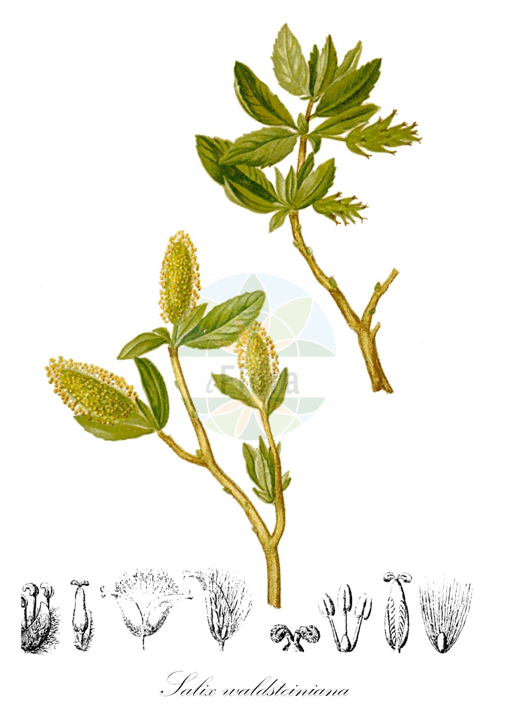 Salix waldsteiniana - Salicaceae,Plantae,Pteridobiotina,Angiosperms,Malpighiales,Salicaceae,Salix,Salix waldsteiniana,Salix prunifolia,Waldsteins Weide;Bäumchen-Weide;Ost-Bäumchen-Weide;waldstein's willow;Saule de Waldstein;Salice di Waldstein;ива Вальдштайна;shelg;Waldsteinova vrba;валдщайнова върба;валдштајнова врба