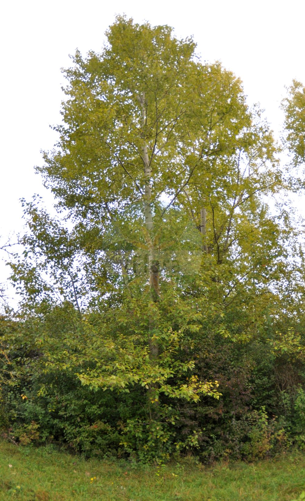 Populus balsamifera - Salicaceae,Plantae,Pteridobiotina,Angiosperms,Malpighiales,Salicaceae,Populus,Populus balsamifera,Aigiros balsamifera, Populus balsamifera subsp. balsamifera, Populus balsamifera var. balsamifera, Populus latifolia, Populus tacamahacca,Balsam-Pappel;eastern balsam-poplar;balsam poplar;hackmatack;bam tree;tacamahaca;baumier;peuplier baumier;peuplier de l'Ontario;baumier;baumier de Giléad;peuplier de Caroline;peuplier de Giléad;alamo balsamico;álamo balsamico;álamo balsámico;pioppo balsamico;pioppo dell'Ontario;water-rus;balsempopulier;Ontariopopulier;тополь бальзамический;тополь Джека;тополь печальный;тополь темнолистный;water-punge;balsampoppel;ontariopoppel;sorgpoppel;balsampoppel;Ontarisk poppel;topola ontaryjska;topola włochata;balzsamos nyár;topol balzámový;topol bělavý;тополя бальзамічна;тополя сива;балзамична топола;сребриста топола;balsampoppel;palsamipoppel;миришљава топола;онтаријска топола;сребрнаста топола