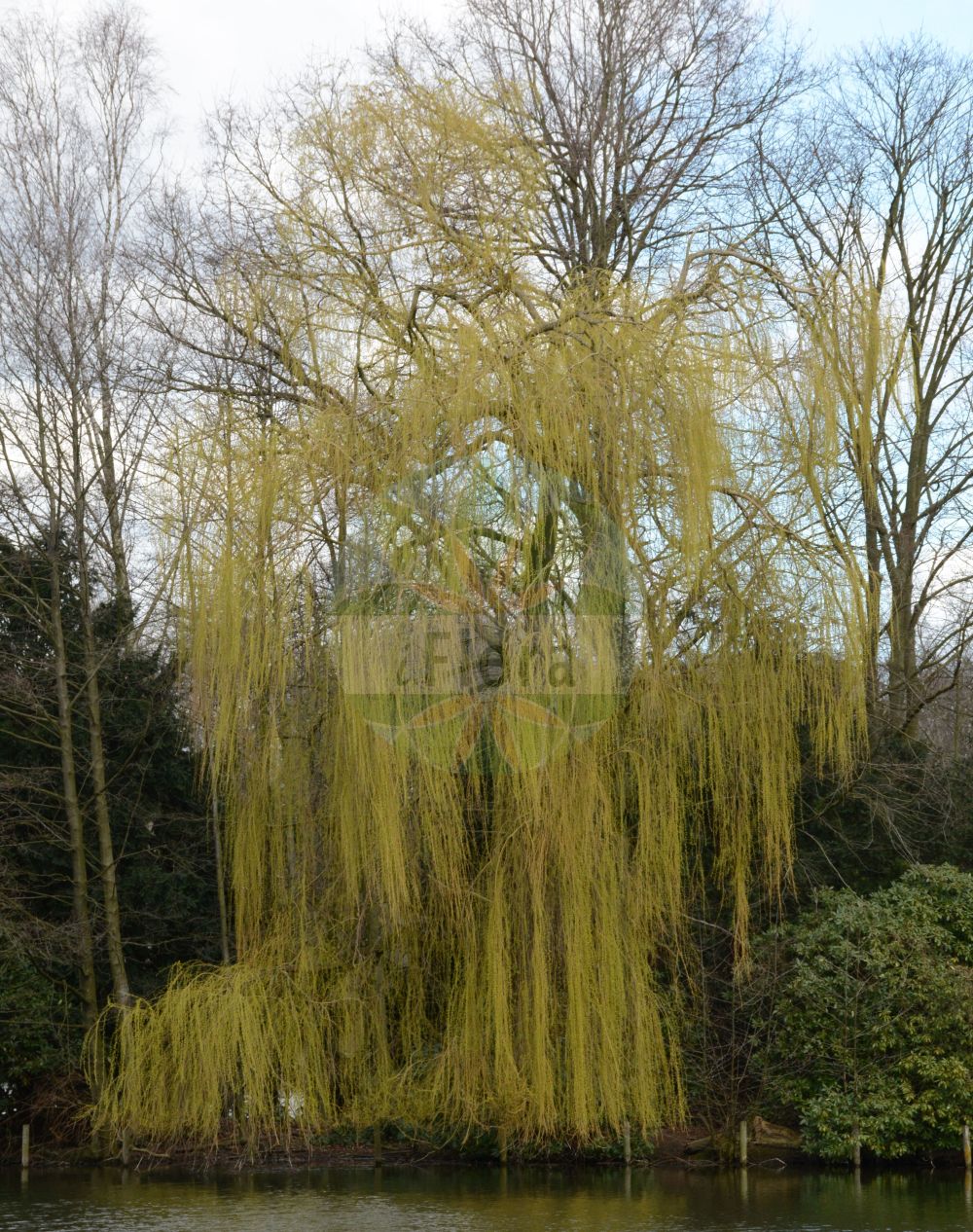 Salix - Salicaceae,Biota,Plantae,Pteridobiotina,Tracheophyta,Magnoliopsida,Malpighiales,Salicaceae,Salix,Amerina, Amerix, Argorips, Biggina, Capraea, Chalebus, Chamitea, Diamarips, Diplima, Diplopia, Diplusion, Disynia, Gruenera, Helix, Knafia, Lusekia, Melanix, Nectolis, Nectopix, Nectusion, Nestylix, Oisodix, Opodix, Pleiarina, Psatherips, Ripselaxis, Ripsoctis, Sokolofia, Telesmia, Toisusu, Urnectis, Usionis, Vetrix, Vimen