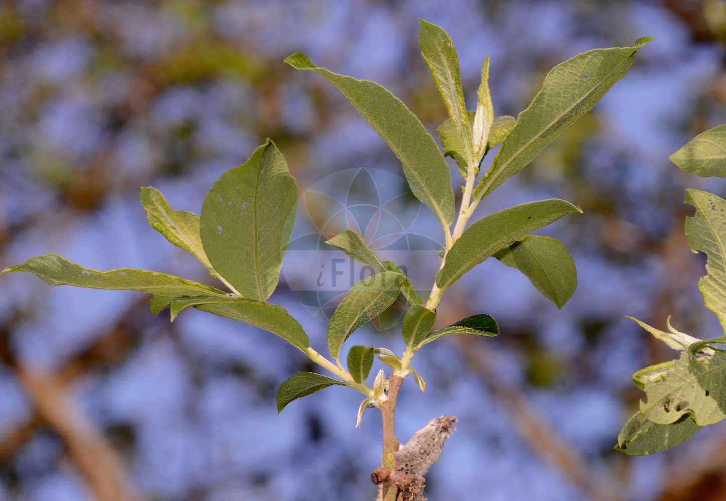 Salix cinerea - Salicaceae,Plantae,Pteridobiotina,Angiosperms,Malpighiales,Salicaceae,Salix,Salix cinerea,Capraea acuminata, Capraea cinerea, Salix acuminata, Salix acuminata, Salix aurita var. cinerea, Salix australis, Salix carinthiaca, Salix deserticola, Salix discolor, Salix geminata, Salix incanescens, Salix polymorpha, Salix spadicea, Salix timmii, Vimen cinerea,Grau-Weide;Asch-Weide;grey willow;gray willow;large gray willow;grey sallow;common sallow;Saule cendré;saule gris;gévrine;osier cendré;sarcino;Salice cinereo;salice acuminato;salice salvatico;salice cenerino;salice selvatico;grauwe wilg;ива пепельная;ива серая;boz söğüt;shelg;gatell;gatsalze;salze;pepeljasta vrba;gråvide;grå-pil;łoza;wierzba szara;pepelnatosiva vrba;rekettyefűz;vrba popelavá;zălog;vŕba popolavá;верба попеляста;сина върба;tuhkur pąju;pelēkais kārkls;gråselje;tuhkapaju;сива врба;pilkasis karklas;huī liǔ;灰柳