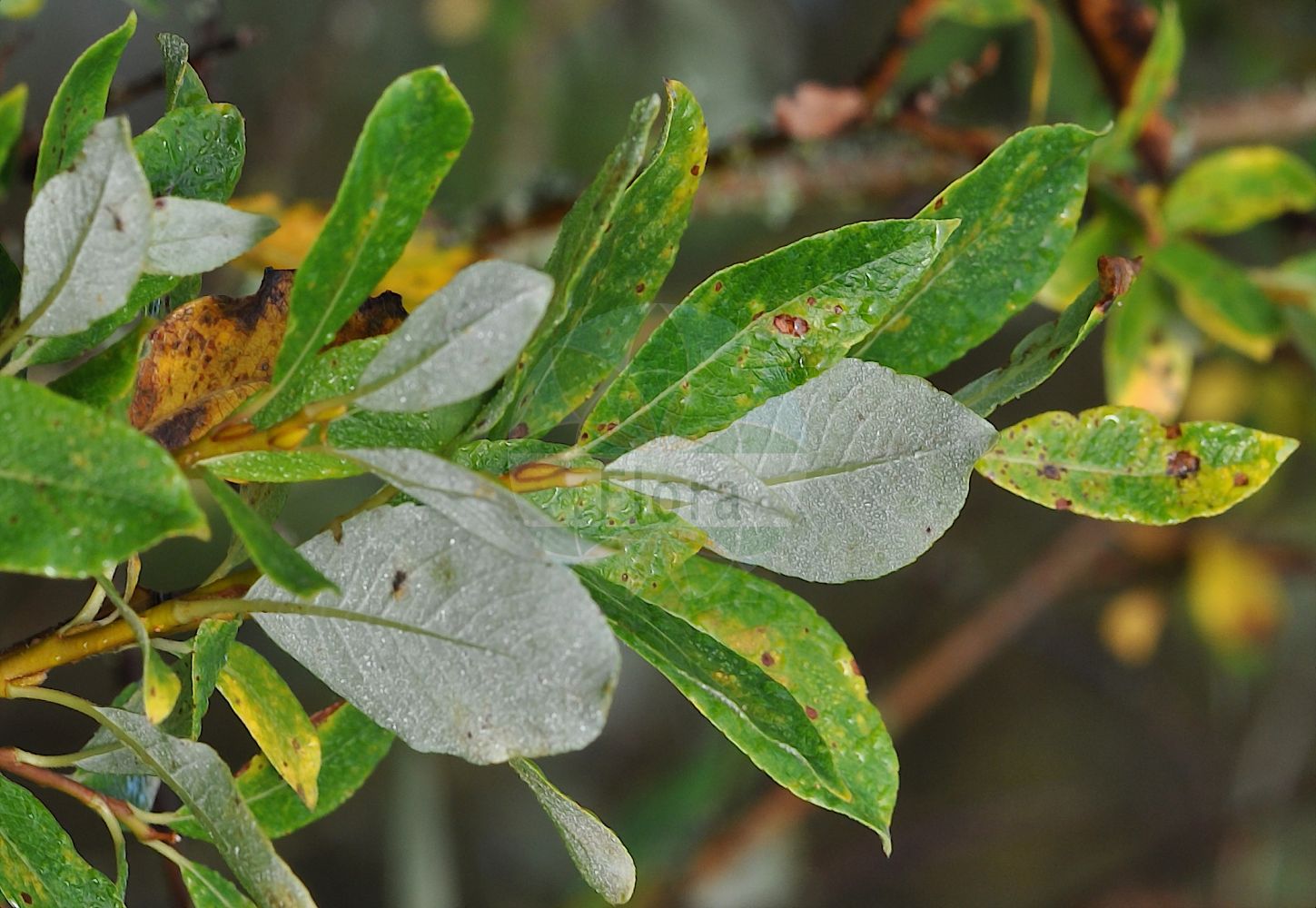 Salix bicolor - Salicaceae,Plantae,Pteridobiotina,Angiosperms,Malpighiales,Salicaceae,Salix,Salix bicolor,Diplima weigeliana, Salix cantabrica, Salix schraderiana, Salix weigeliana, Vimen bicolor,Zweifarben-Weide;Zweifarbige Weide;Harzer Weide;tea-leaved willow;pussy willow;silver willow;willow;Saule à deux couleurs;saule bicolore;saule des Cantabriques;sauce de dos colores;sauce cantábrico;sauce cántabro;Salice bicolore;ива двуцветная;ива кантабрийская;salze bicolor;gatell cantábric;gullvide;wierzba dwubarwna;vrba dvoubarvá;gullvier