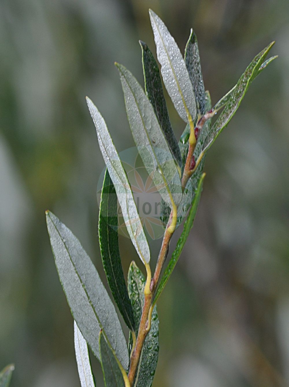 Salix rosmarinifolia - Salicaceae,Plantae,Pteridobiotina,Angiosperms,Malpighiales,Salicaceae,Salix,Salix rosmarinifolia,Salix anomala, Salix pallida, Salix repens subsp. rosmarinifolia, Salix repens var. angustifolia, Salix repens var. rosmarinifolia, Salix rosmarinifolia var. rosmarinifolia, Usionis rosmarinifolia,Rosmarin-Weide;rosemary-leaved willow;Saule à feuilles de romarin;salice rosmarinifoglio;ива розмаринолистная;ива сибирская;rosmarinvide;rosmarin-pil;wierzba rokita;rožmarinolistna vrba;cinege fűz;vrba rozmarýnolistá;vŕba rozmarínolistá;верба розмаринолиста;розмаринолистна върба;hundipaju;vilku kārkls;rosmarinvier;kapealehtipaju;рузмаринолисна врба;pelkinis karklas;xì yè zhǎo liǔ;细叶沼柳