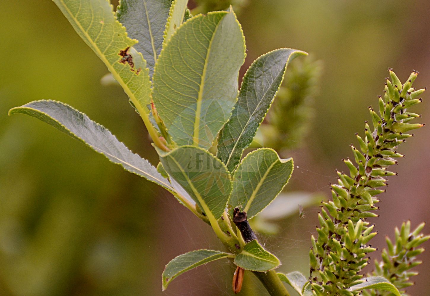 Salix repens - Salicaceae,Plantae,Pteridobiotina,Angiosperms,Malpighiales,Salicaceae,Salix,Salix repens,Biggina argentea, Diplima subsessilis, Salix adscendens, Salix ambigua var. microphylla, Salix angustifolia, Salix argentea, Salix argentea, Salix decumbens, Salix foetida, Salix fusca, Salix incubacea, Salix laeta, Salix laeta var. myrtifolia, Salix litoralis, Salix parvifolia, Salix polymorpha, Salix pratensis, Salix prostrata, Salix repens var. latifolia, Salix subalpina, Salix tenuis, Salix versicolor, Vimen parvifolia, Vimen repens,Kriech-Weide;Dünen-Weide;Rosmarin-Weide;Sand-Kriech-Weide;Sand-Weide;Moor-Weide;creeping willow;Saule rampant;saule argenté;sauteron;sauce rastrero;Salice strisciante;salice serpiggiante;kruipwilg;salgueiro-anão;salgueiro-rastejante;ива ползучая;ива ползучая серебристая;bademasta vrba;sandvide;vanlig krypvide;gråris;krybende pil;wierzba płożąca;kúszó fűz;vrba plazivá;salcie tîrîtoare;vŕba plazivá;hanepaju;ložnu kārkls;sandvier;vanlig krypvier;hanhenpaju;hietikkopaju;gulsčiasis karklas