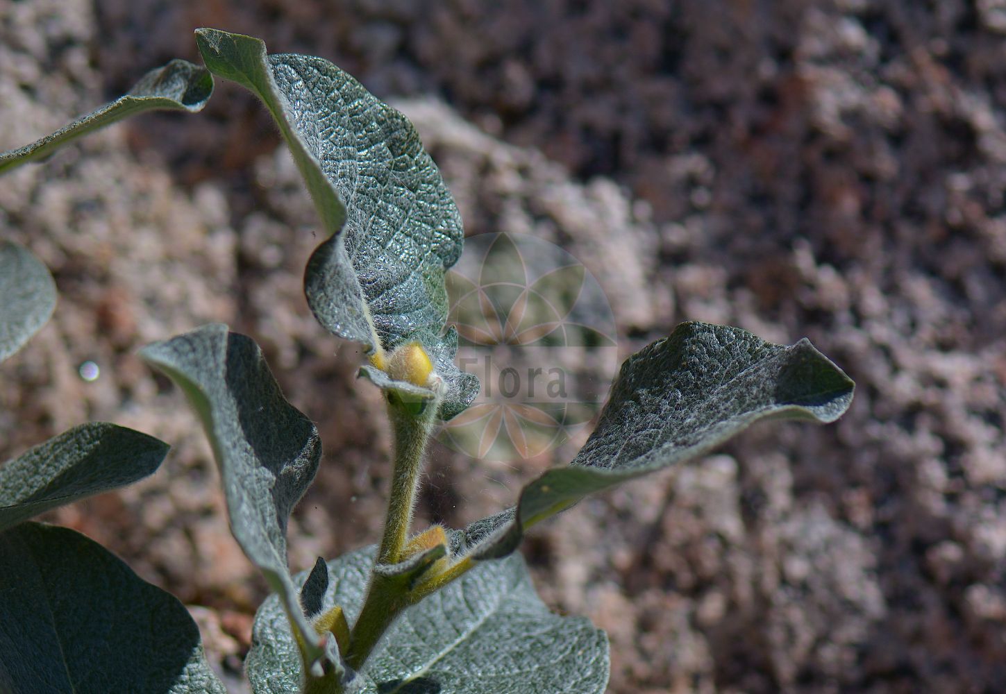 Salix repens - Salicaceae,Plantae,Pteridobiotina,Angiosperms,Malpighiales,Salicaceae,Salix,Salix repens,Biggina argentea, Diplima subsessilis, Salix adscendens, Salix ambigua var. microphylla, Salix angustifolia, Salix argentea, Salix argentea, Salix decumbens, Salix foetida, Salix fusca, Salix incubacea, Salix laeta, Salix laeta var. myrtifolia, Salix litoralis, Salix parvifolia, Salix polymorpha, Salix pratensis, Salix prostrata, Salix repens var. latifolia, Salix subalpina, Salix tenuis, Salix versicolor, Vimen parvifolia, Vimen repens,Kriech-Weide;Dünen-Weide;Rosmarin-Weide;Sand-Kriech-Weide;Sand-Weide;Moor-Weide;creeping willow;Saule rampant;saule argenté;sauteron;sauce rastrero;Salice strisciante;salice serpiggiante;kruipwilg;salgueiro-anão;salgueiro-rastejante;ива ползучая;ива ползучая серебристая;bademasta vrba;sandvide;vanlig krypvide;gråris;krybende pil;wierzba płożąca;kúszó fűz;vrba plazivá;salcie tîrîtoare;vŕba plazivá;hanepaju;ložnu kārkls;sandvier;vanlig krypvier;hanhenpaju;hietikkopaju;gulsčiasis karklas