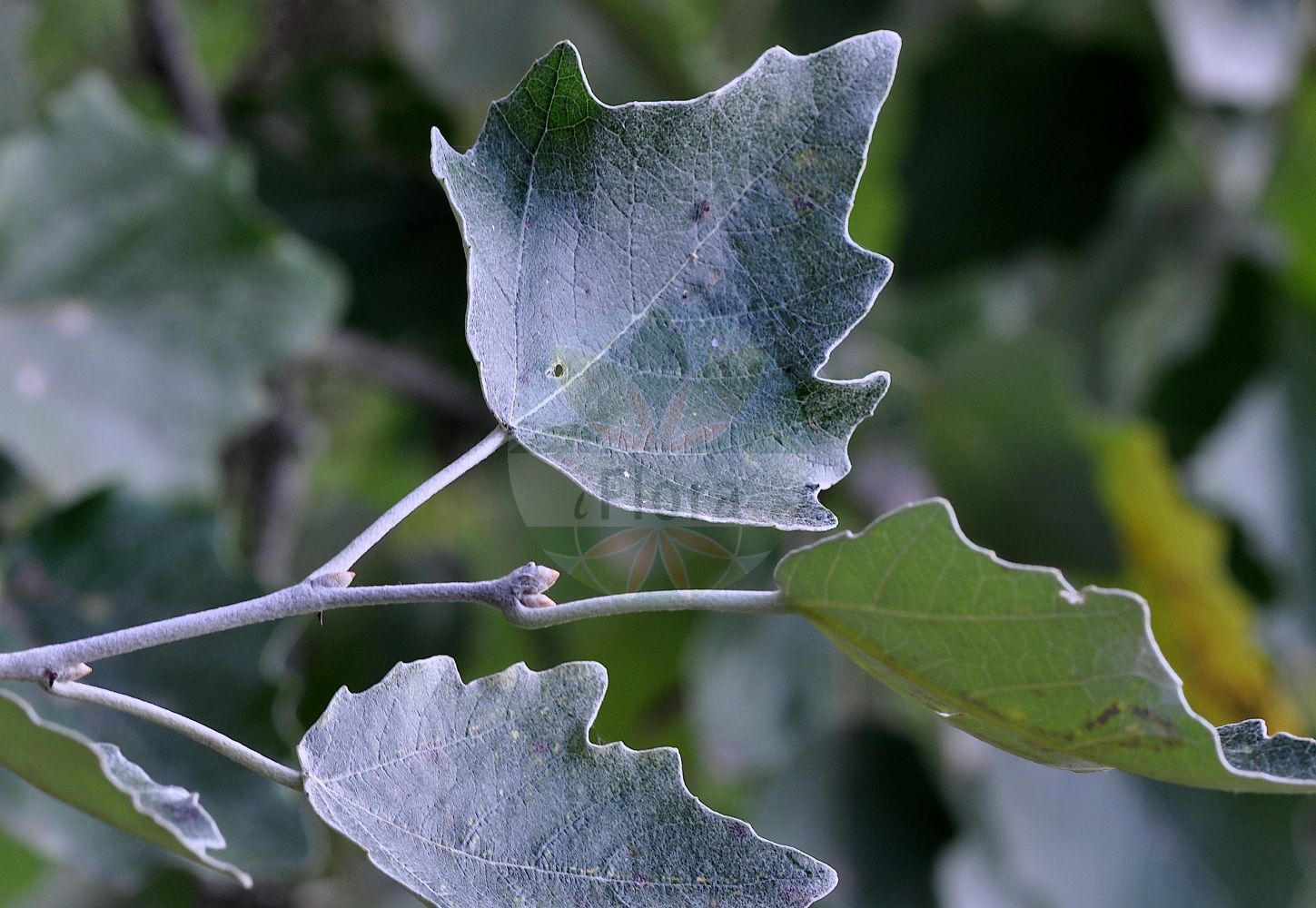 Populus alba - Salicaceae,Plantae,Pteridobiotina,Angiosperms,Malpighiales,Salicaceae,Populus,Populus alba,Leuce alba, Populus aegyptiaca, Populus alba var. alba, Populus alba var. bolleana, Populus alba var. nivea, Populus bolleana, Populus hickeliana, Populus major, Populus nivea, Populus nivea, Populus pseudonivea,Silber-Pappel;white poplar;abele;silver-leaved poplar;Peuplier blanc;peuplier de Hollande;peuplier argenté;aube;blanc de Hollande;bouillard;fran picard;piboule;ypréau;alamo blanco;álamo blanco;álamo alvar;álamo blanquillo;álamo plateado;chopo blanco;peralejo;pobo;Gattice;Pioppo bianco;weiden-klokje;witte abeel;choupo-branco;álamo-alvar;álamo-branco;amieiro-branco;faia-branca;тополь белый;ak kavak;plep;àlber;trepelj;weide-havikskruid;silverpoppel;sølv-poppel;bialodrzew;topola biała;beli topol;fehér nyár;linda;topol bílý;plop alb;topoľ biely;тополя біла;тополя болле;бяла топола;кавак;hõbehaab;baltā apse;sølvpoppel;hopeapoppeli;бела топола;baltoji tuopa;αγριόλευκα;ασπρόλευκα;λευκή;λεύκη λεύκη;yín bái yáng;银白杨