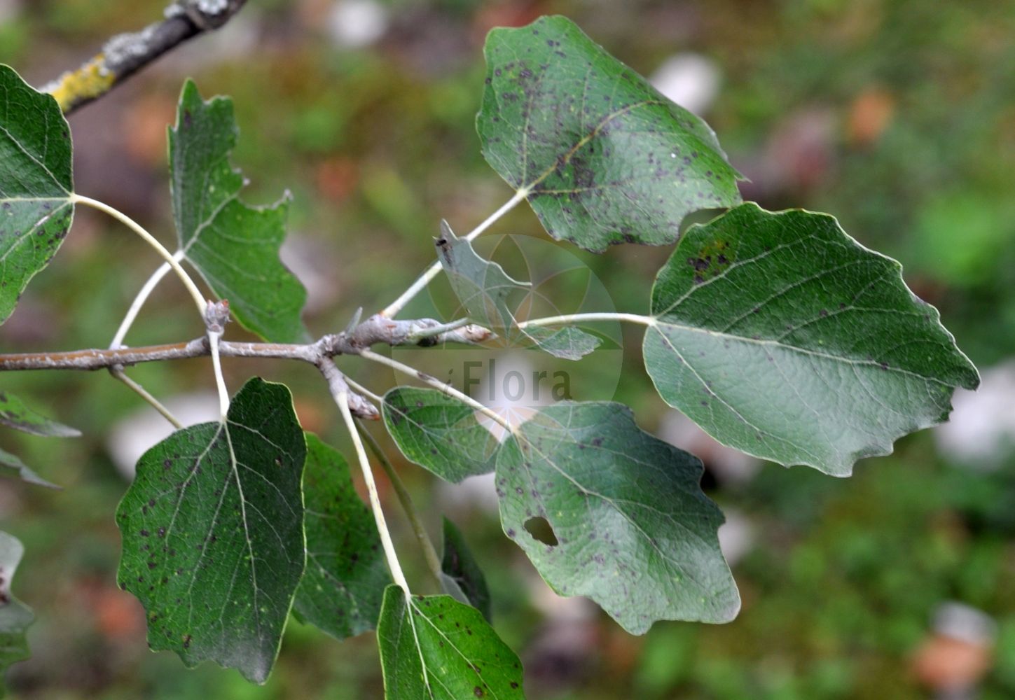 Populus alba - Salicaceae,Plantae,Pteridobiotina,Angiosperms,Malpighiales,Salicaceae,Populus,Populus alba,Leuce alba, Populus aegyptiaca, Populus alba var. alba, Populus alba var. bolleana, Populus alba var. nivea, Populus bolleana, Populus hickeliana, Populus major, Populus nivea, Populus nivea, Populus pseudonivea,Silber-Pappel;white poplar;abele;silver-leaved poplar;Peuplier blanc;peuplier de Hollande;peuplier argenté;aube;blanc de Hollande;bouillard;fran picard;piboule;ypréau;alamo blanco;álamo blanco;álamo alvar;álamo blanquillo;álamo plateado;chopo blanco;peralejo;pobo;Gattice;Pioppo bianco;weiden-klokje;witte abeel;choupo-branco;álamo-alvar;álamo-branco;amieiro-branco;faia-branca;тополь белый;ak kavak;plep;àlber;trepelj;weide-havikskruid;silverpoppel;sølv-poppel;bialodrzew;topola biała;beli topol;fehér nyár;linda;topol bílý;plop alb;topoľ biely;тополя біла;тополя болле;бяла топола;кавак;hõbehaab;baltā apse;sølvpoppel;hopeapoppeli;бела топола;baltoji tuopa;αγριόλευκα;ασπρόλευκα;λευκή;λεύκη λεύκη;yín bái yáng;银白杨
