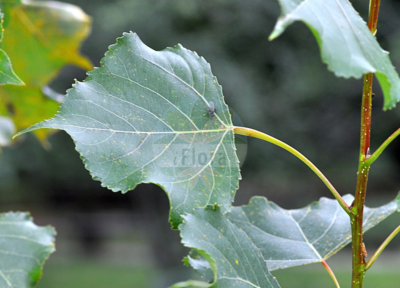 Populus nigra - Salicaceae,Plantae,Pteridobiotina,Angiosperms,Malpighiales,Salicaceae,Populus,Populus nigra,Aigiros nigra, Populus caudina, Populus dilatata, Populus fastigiata var. plantierensis, Populus flexibilis, Populus italica, Populus neapolitana, Populus nigra subsp. flexibilis, Populus nigra subsp. pyramidalis, Populus nigra var. caudina, Populus nigra var. elegans, Populus nigra var. italica, Populus nigra var. neapolitana, Populus nigra var. nigra, Populus nigra var. thevestina, Populus pyramidalis, Populus sosnowskyi, Populus thevestina,Schwarz-Pappel;Sarbaum;Birkenblättrige Schwarzpappel;lombardy-poplars;black-poplar;lombardy poplar;Peuplier noir;peuplier franc;peuplier noir à feuilles de bouleau;liard;bioulasse;liardier;peuplier de Naples;peuplier suisse;piboule;alamo negro;álamo negro;chopo;chopo de hoja de abedul;chopo mosquitero;chopo negro;negrillo;pobo;Pioppo nero;pioppo nero a foglie di betulla;welriekend viooltje;zwarte populier;álamo;álamo-negro;álemo;almo;amieiro-preto;choupo-negro;осокорь;тополь черный;kara kavak;plep;pollancre;pòpul;kanadska topola;svartpoppel;welriekende lathyrus;sortpoppel;sokora;topola czarna;topola nadwiślańska;seiyo-kako-yanagi;セイヨカコヤナギ;popura;ポプラ;črni topo;črni topol;fekete nyár;topol černý;plop negru;topoľ čierny;тополя чорна;черна топола;svartpoppel;mustapoppeli;белокори јаблан;кавак;καβάκι;λεύκα;λεύκη μέλαινα;hēi yáng;黑杨