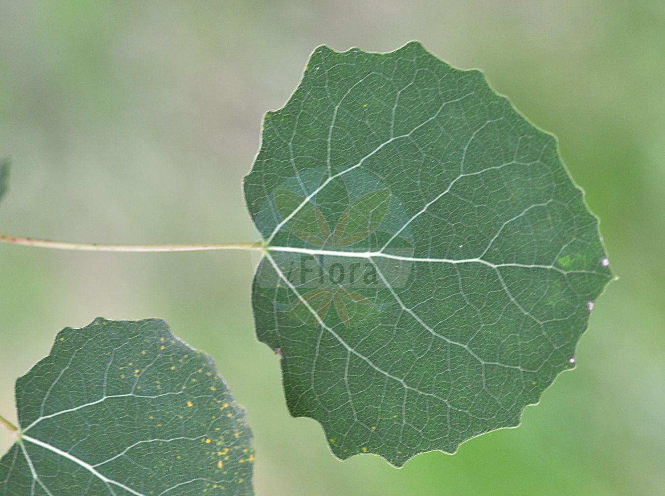 Populus tremula - Salicaceae,Plantae,Pteridobiotina,Angiosperms,Malpighiales,Salicaceae,Populus,Populus tremula,Populus australis, Populus bonatii, Populus duclouxiana, Populus microcarpa, Populus pseudotremula, Populus repanda, Populus rotundifolia, Populus rotundifolia var. bonati, Populus rotundifolia var. duclouxiana, Populus tremula var. australis, Populus tremula var. repanda, Populus villosa, Tremula vulgaris,Zitter-Pappel;Espe;Aspe;aspen;american aspen;european aspen;trembling poplar;quaking aspen;Tremble;peuplier tremble;alamo tremblon;álamo temblón;chopo temblón;lamparilla;temblón;tiemblo;tremoleta;tremolín;Pioppo tremulo;pioppo tremolo;water-torkruid;espenboom;ratelpopulier;choupo-tremedor;álamo-tremedor;faia-preta;осина обыкновенная;осина;тополь дрожащий;titrek kavak;plep;trèmol;crna topola;topolina;asp;bævre asp;osika;topola osika;trepetlika;rezgő nyár;osika;topol osika;plop tremurător;osika;topoľ osikový;осика;осика;трепетлика;harilik haab;parastā apse;osp;haapa;metsähaapa;blæösp;drebulė;αγριόλευκα;λεύκη τρέμουσα;τοπόλι;ōu zhōu shān yáng;欧洲山杨
