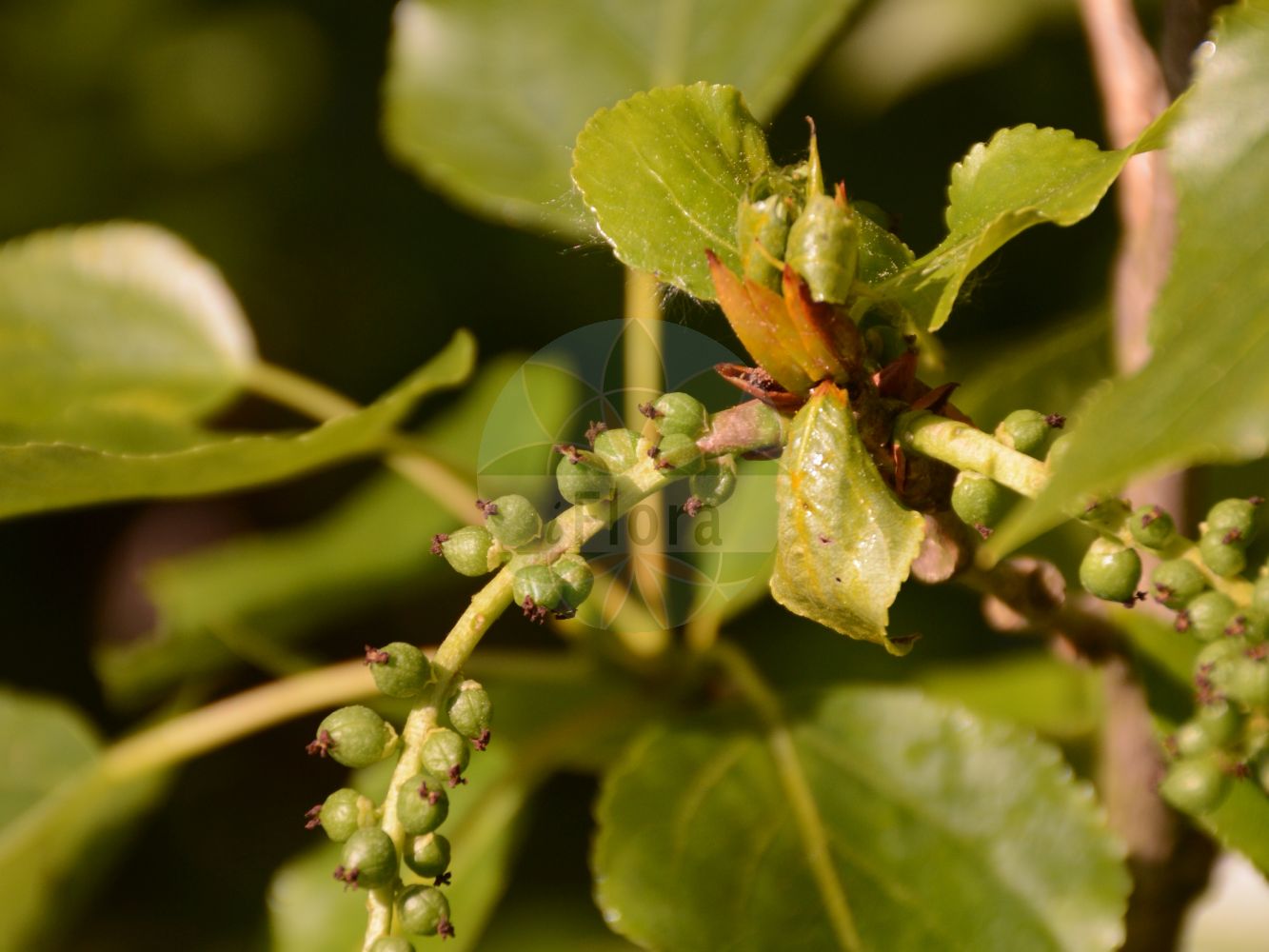 Populus deltoides subsp. monilifera - Salicaceae,Plantae,Pteridobiotina,Angiosperms,Malpighiales,Salicaceae,Populus,Populus deltoides,Populus deltoides subsp. monilifera,Aigeiros sargentii, Aigiros sargentii, Populus besseyana, Populus canadensis, Populus deltoides var. monilifera, Populus deltoides var. occidentalis, Populus monilifera, Populus monilifera var. occidentalis, Populus occidentalis, Populus sargentii, Populus sargentii var. texana, Populus texana,Kanadische Pappel;Kanadische Pappel;hybrid black poplar;canadian poplar;Peuplier du Canada;Pioppo del Canadà