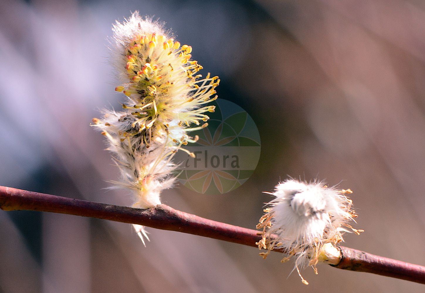 Salix acutifolia - Salicaceae,Plantae,Pteridobiotina,Angiosperms,Malpighiales,Salicaceae,Salix,Salix acutifolia,Salix daphnoides subsp. acutifolia, Salix violacea, Vimen violacea,Spitzblättrige Weide;Kaspische Weide;siberian violet-willow;sharp-leaved willow;saule à feuilles aiguës;salice acutifoglio;salice a foglie agurre;верба;верба красная;верболоз;ива остролистная;краснотал;шелюга красная;spetsdaggvide;wierzba ostrolistna;kaspiai fűz;kaspická vrba;vrba špičatolistá;верба гостролиста;halapaju;smaillapu vītols;plommepil;huurrepaju;smailialapis gluosnis