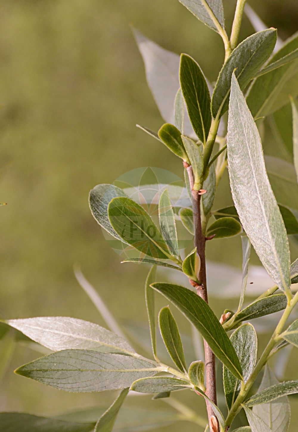 Salix alba - Salicaceae,Plantae,Pteridobiotina,Angiosperms,Malpighiales,Salicaceae,Salix,Salix alba,Argorips alba, Argorips cerulea, Salix alba f. ovalis, Salix alba subsp. caerulea, Salix alba var. alba, Salix alba var. denudata, Salix caerulea, Salix pallida, Salix pameachiana, Salix regalis,Silber-Weide;Bunt-Weide;white willow;bat willow;water willow;Saule blanc;saule jaune;osier blanc;osier jaune;aubier;saule argenté;plon blanc;saudre;saule bleu;saule commun;saule de batte à cricket;saule vitellin;sausse;vuisier;sauce blanco;pastizales;blina;mimbrera;mimbrera blanca;salguera;sao;sauce;sauce color yema;saz;vimera;vimetera;Salice comune;salice bianco;salcio da pertiche;salice giallo;caporniolo;water-eereprijs;schietwilg;salgueiro-blanco;sinceiro;vimeiro-amarelo;верба;ветла;ива белая;ива жёлтая;ракита;ak söğüt;shelg;salze blanc;bijela vrba;žukva;vitpil;guldpil;guldpil;hvid pil;odmiana złocista;wierzba biała;złotocha;bela vrba;aranyvesszejűfűz;fehér fűz;vrba bílá;vrba bílá žlutá;salcie;vŕba biela;vŕba biela žĺtková;верба біла;бяла върба;hõberemmelgas;baltais vītols;kvitpil;valkosalava;жалосна жута врба;aravah levanah;עֲרָבָה לְבָנָה;baltasis gluosnis;αδκιά;εθιά;ιδκιά;ιτιά λευκή;σιέλκι;σκλίαρος;bái liǔ;白柳