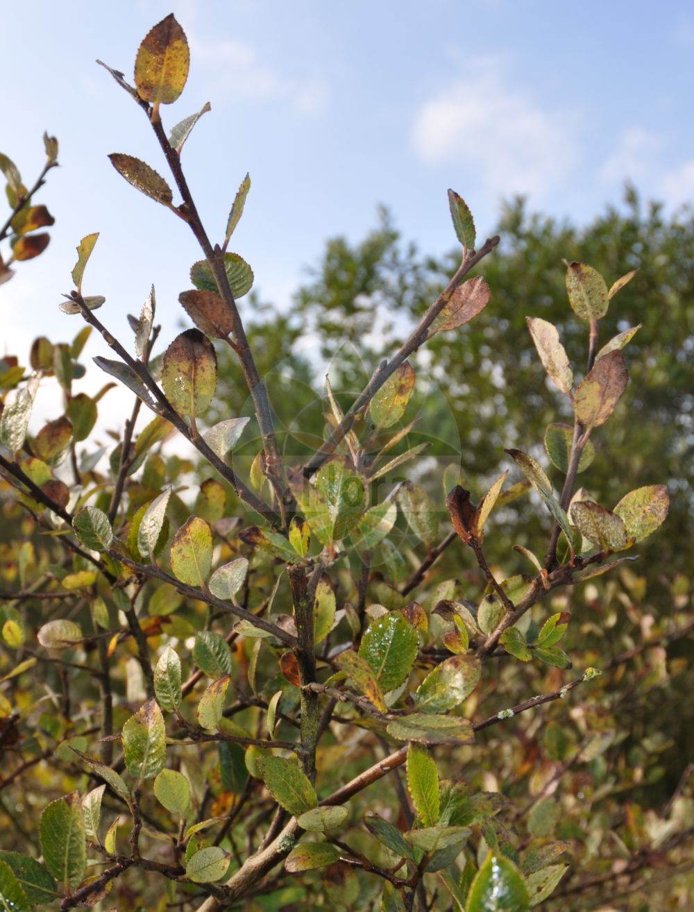 Salix foetida - Salicaceae,Plantae,Pteridobiotina,Angiosperms,Malpighiales,Salicaceae,Salix,Salix foetida,Salix flavescens, Salix myrsinites var. arbuscula,Stink-Weide;Ruch-Weide;Saule fétide;saule arbuste;sauce hediondo;Salice fetido;ива зловонная