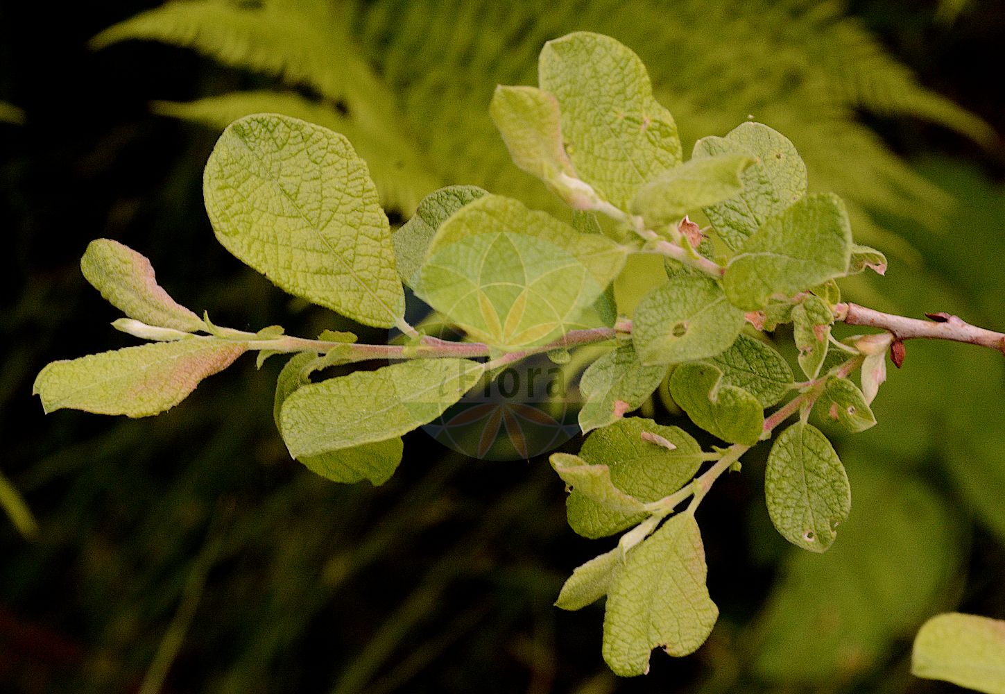 Salix aurita - Salicaceae,Plantae,Pteridobiotina,Angiosperms,Malpighiales,Salicaceae,Salix,Salix aurita,Salix spiraeaefolia, Salix ulmifolia, Usionis aurita, Usionis uliginosa,Ohr-Weide;eared willow;eared sallow;round-eared willow;Saule à oreillettes;petit marsault;sauce de orejuelas;Salice dorato;salice auricolare;salice a orecchiette;geoorde wilg;salgueiro-orelhudo;ива ушастая;vimassa;uhorkasta vrba;bindvide;øret pil;wierzba uszata;rakita;füles fűz;vrba ušatá;vŕba ušatá;верба вушката;уховиднолистна върба;kõrvpaju;ausainais kārkls;ørevier;virpapaju;уваста врба;ausytasis karklas