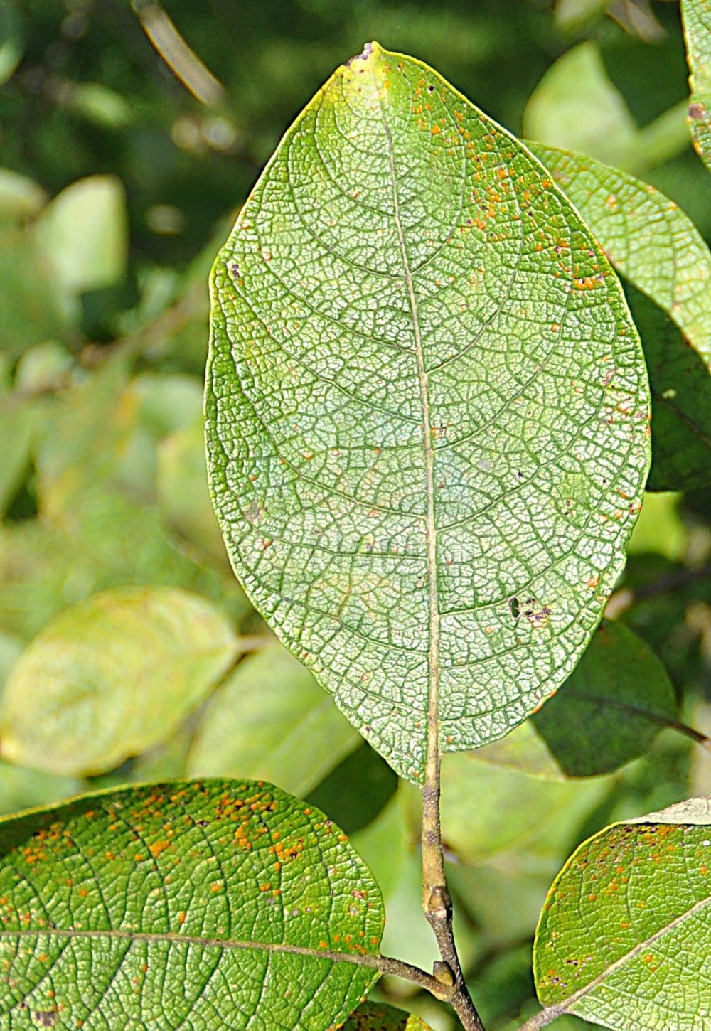 Salix caprea - Salicaceae,Plantae,Pteridobiotina,Angiosperms,Malpighiales,Salicaceae,Salix,Salix caprea,Capraea vulgaris, Nectopix caprea, Salix aurigerana, Salix bakko, Salix caprea f. elongata, Salix caprea f. subglabra, Salix caprea subsp. hultenii, Salix caprea var. lanatifolia, Salix caprea var. pendula, Salix coaetanea, Salix hallisanensis, Salix hallisanensis f. elongata, Salix hultenii, Salix hultenii f. angustifolia, Salix hultenii var. angustifolia, Salix ishidoyana, Salix lanata, Salix proteifolia, Salix raddeana var. subglabra, Salix sphacelata, Salix tomentosa, Salix tomentosa var. androgyna, Salix tomentosa var. macrophylla, Salix tomentosa var. rotundifolia, Salix tomentosa var. tenuifolia, Salix tomentosa var. ternata, Salix ulmifolia,Sal-Weide;goat willow;hoary willow;common sallow;great sallow;palm willow;pussy willow;Saule des chèvres;Saule marsault;marsault;saule mâle;bonnade;boursault;civette;gévrine;marsaule;osier cendré;petit marceau;saule cendré;saule gris;vorde;sauce cabruna;salce blanco;sauce cabruno;zargatillo;Salice delle capre;salicone;salica;salice caprino;salcio caprino;salcio delle capre;waterwilg;boswilg;salgueiro-cabuxo;бредина;ива козья;sorgun;shelg;gatsaule;iva;vrba iva;vanlig sälg;sälg;selje-pil;wierzba iwa;iva;kecskefűz;vrba jíva;salcie capreasca;vŕba rakyta;верба козяча;ива;козя върба;selje;raita;selja;huáng huā liǔ;黄花柳