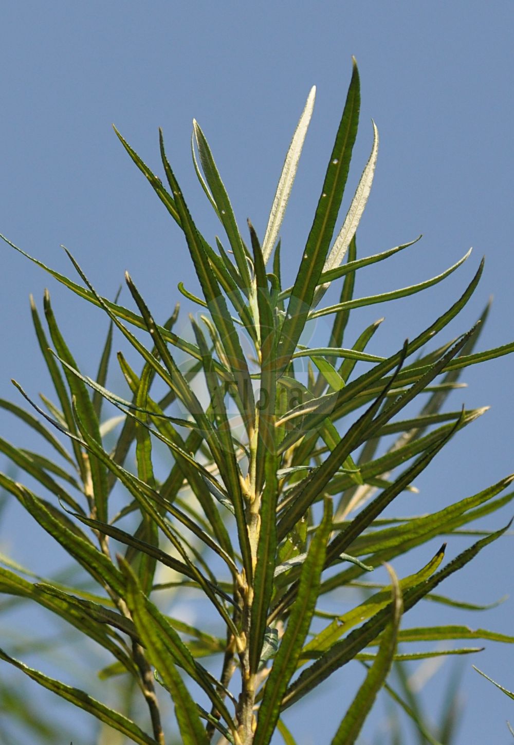 Salix eleagnos - Salicaceae,Plantae,Pteridobiotina,Angiosperms,Malpighiales,Salicaceae,Salix,Salix eleagnos,Salix angustifolia, Salix eleagnos subsp. angustifolia, Salix incana, Salix incana var. angustifolia, Salix lavandulifolia, Salix linearis, Salix oleifolia, Salix otites, Salix patula, Salix riparia,Lavendel-Weide;Schmalblättrige Weide;olive willow;hoary willow;lavender willow;rosemary willow;elaeagnus willow;Saule drapé;saule à feuilles cotonneuses;saule à feuilles de lavande;saule cotonneux;saule des torrents;salciña;sarga;sarga común;sargatilla;sauce drapeado;verga;Salice ripaiolo;salice ripajuolo;salice di ripa;salice argentato;salice ripaiuolo;grijze wilg;ива лохолистная;iğde söğüdü;shelg;sarga;sivkasta vrba;lavendelvide;flod-pil;wierzba siwa;siva vrba;parti fűz;vrba šedá;vŕba sivá;верба сива;тяснолистна върба;сива врба;ιτιά ελαίαγνος;τιά ελαίαγνος