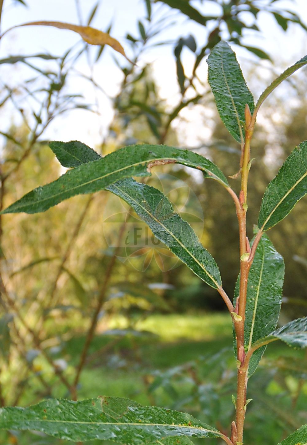 Salix × fragilis - Salicaceae,Plantae,Pteridobiotina,Angiosperms,Malpighiales,Salicaceae,Salix,Salix × fragilis,Psatherips fragilis, Salix alba var. elyensis, Salix australior var. pseudofragilis, Salix decipiens, Salix excelsior, Salix fragilior, Salix fragilis, Salix fragilis var. decipiens, Salix fragilis var. glauca, Salix fragilis var. polyandra, Salix fragilissima, Salix lyonii, Salix monspeliensis, Salix montana, Salix neotricha, Salix palustris, Salix pendula, Salix pendula var. multistipulata, Salix persicifolia, Salix rubens, Salix russelliana, Salix viridis, Vimen russeliana,Fahl-Weide