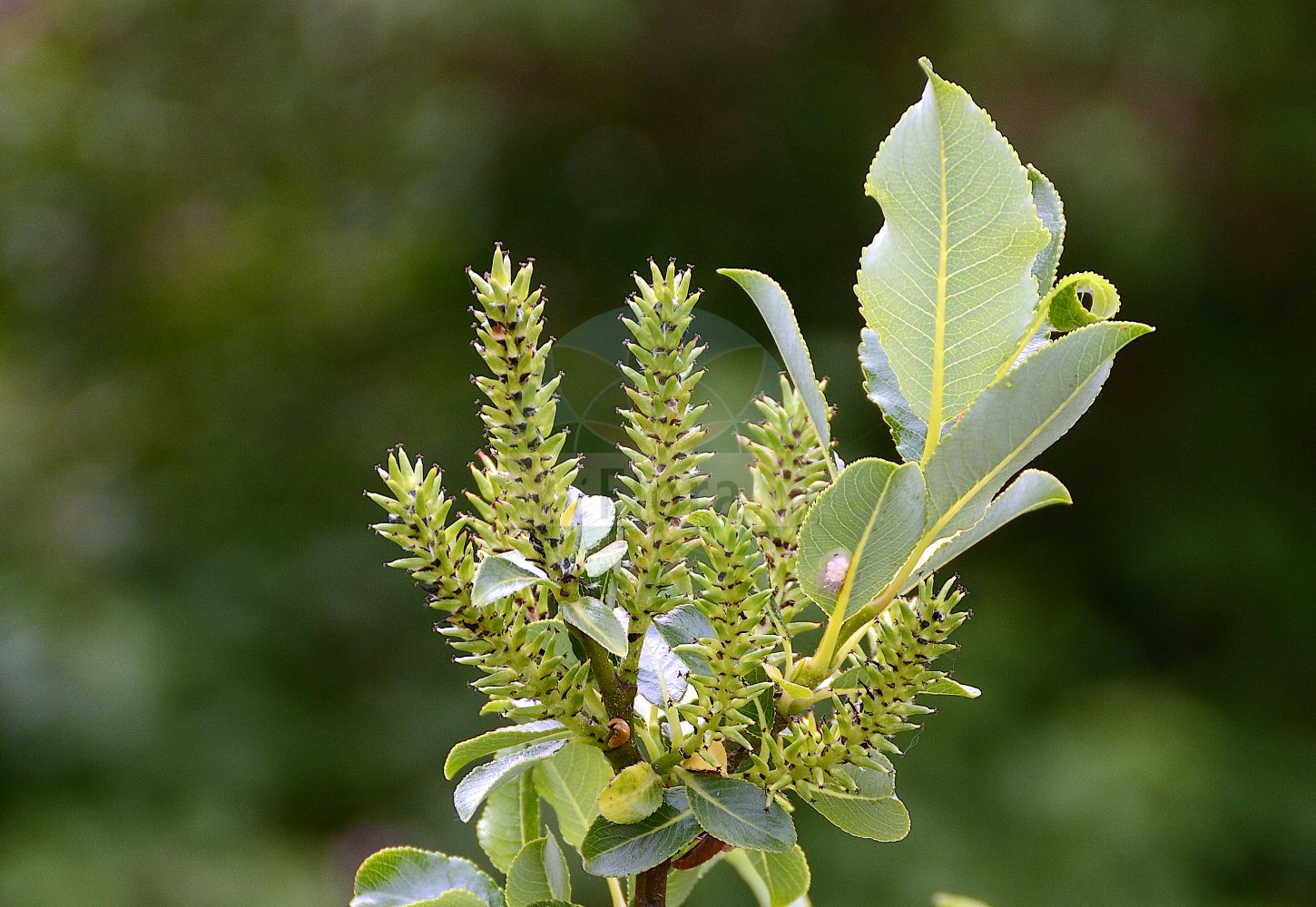 Salix glabra - Salicaceae,Plantae,Pteridobiotina,Angiosperms,Malpighiales,Salicaceae,Salix,Salix glabra,Salix coruscans, Salix wulfeniana,Kahle Weide;alpine willow;glabrous willow;hairless willow;Saule glabre;Salice glabro;glatka vrba;gola vrba;kopasz fűz;vrba švýcarská;vŕba švajčiarska