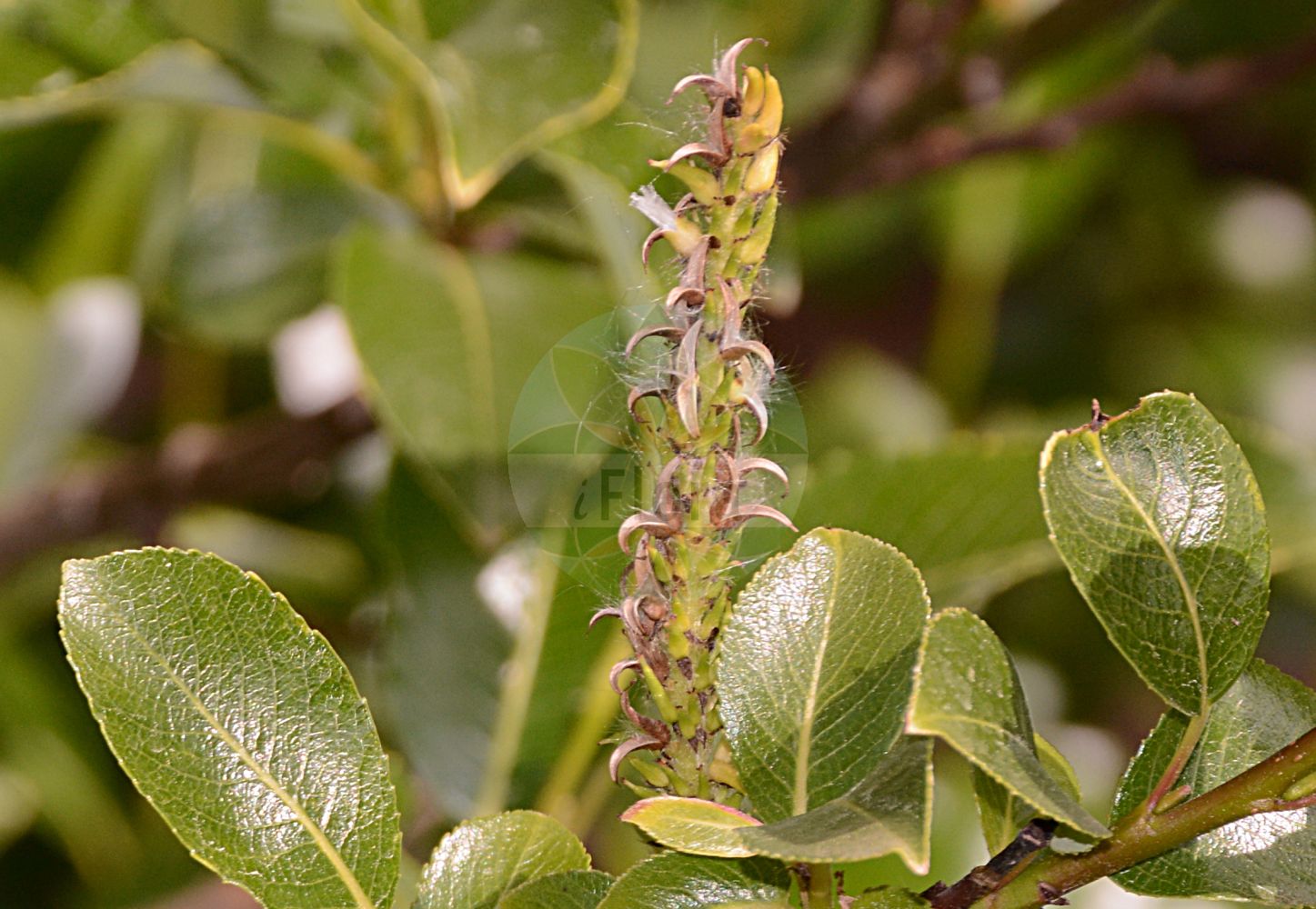 Salix glabra - Salicaceae,Plantae,Pteridobiotina,Angiosperms,Malpighiales,Salicaceae,Salix,Salix glabra,Salix coruscans, Salix wulfeniana,Kahle Weide;alpine willow;glabrous willow;hairless willow;Saule glabre;Salice glabro;glatka vrba;gola vrba;kopasz fűz;vrba švýcarská;vŕba švajčiarska