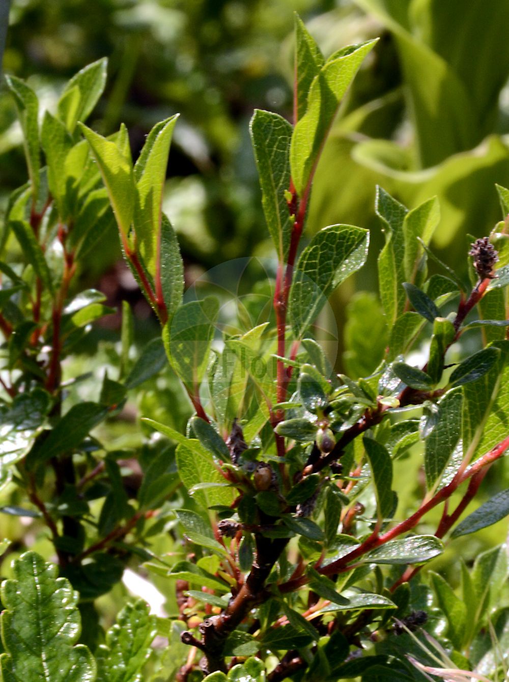 Salix alpina - Salicaceae,Plantae,Pteridobiotina,Angiosperms,Malpighiales,Salicaceae,Salix,Salix alpina,Salix jacquiniana, Salix jacquinii,Alpen-Weide;Myrten-Weide;Ostalpen-Weide;Ost-Myrten-Weide;alpine willow;Saule des Alpes;salice peloso;ива альпийская;wierzba alpejska;wierzba Jacquina;alpska vrba;верба альпійська