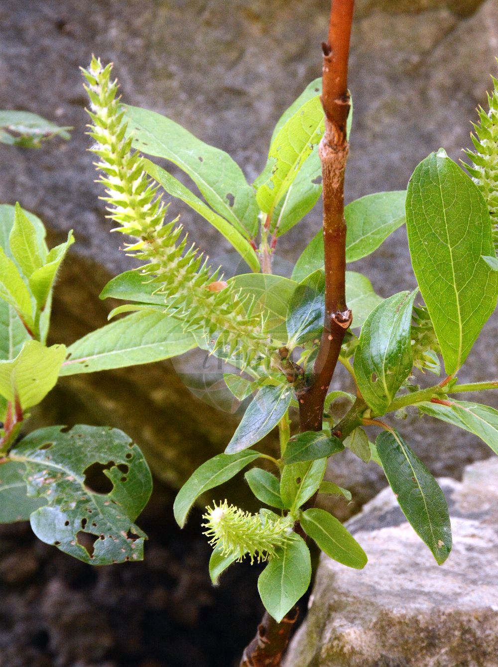 Salix breviserrata - Salicaceae,Plantae,Pteridobiotina,Angiosperms,Malpighiales,Salicaceae,Salix,Salix breviserrata,Salix arbutifolia, Salix myrsinites subsp. serrata, Salix myrsinites var. serrata,Matten-Weide;West-Myrten-Weide;Kurzzahn-Weide;Kurzzähnige Weide;finely toothed willow;Saule à dents courtes;sauce breviserrado;Salice seghettato;ива короткозубчатая