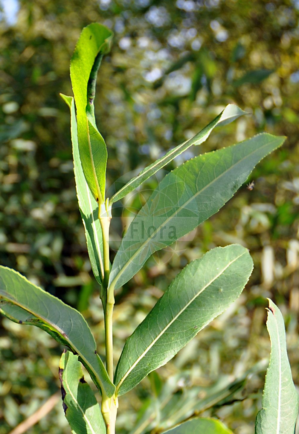 Salix purpurea - Salicaceae,Plantae,Pteridobiotina,Angiosperms,Malpighiales,Salicaceae,Salix,Salix purpurea,Knafia helix, Knafia purpurea, Salix caesifolia, Salix carniolica, Salix helix, Salix helix, Salix monandra, Salix monandra var. sericea, Salix monandra var. subverticillata, Salix multiformis, Salix mutabilis, Salix olivacea, Salix oppositifolia, Salix pontederana, Salix purpurea f. eriantha, Salix purpurea f. furcata, Salix purpurea f. sericea, Salix purpurea f. styligera, Salix tenuis, Vetrix purpurea, Vetrix sicula,Purpur-Weide;Gewöhnliche Purpur-Weide;purple willow;basket willow;purple osier;bitter willow;purpleosier willow;Osier rouge;Saule pourpre;osier à une étamine;osier des tonneliers;saule de Lambert;saule grêle;saule pourpre nain;verdiau;sauce colorado;mimbrera;mimbrera purpúrea;mimbrera roja;saciña;saciño;sarga colorada;sarga fina;sargatilla fina;sargatillo;sauce amargo;sauce rojo;Salice rosso;salicella;bittere wilg;salgueiro-de-casca-roxa;vime-vermelho;ива пурпурная;ива пурпурная грацилис;erguvani söğüt;shelg;saulic;planinska vrba;rödvide;purpur-pil;wierzba purpurowa;wiklina;rdeča vrba;csigolyafűz;vrba nachová;răchita roșie;vŕba purpurová;верба пурпурова;ракита;червена върба;punapaju;rødpil;punapaju;purpura kārkls;purpurinis karklas;ιτιά πορφυρά