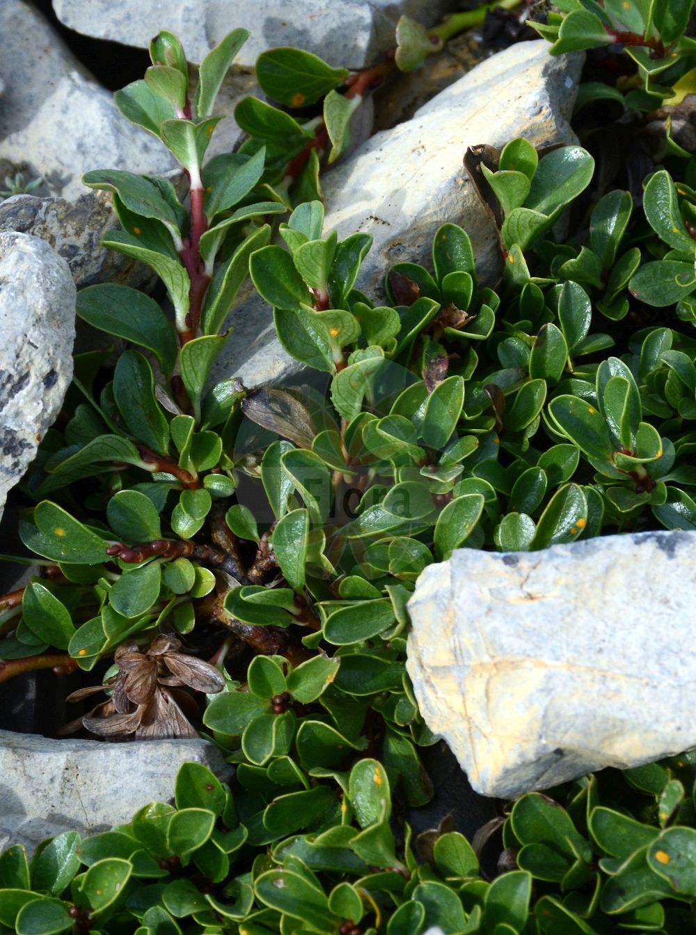 Salix - Salicaceae,Biota,Plantae,Pteridobiotina,Tracheophyta,Magnoliopsida,Malpighiales,Salicaceae,Salix,Amerina, Amerix, Argorips, Biggina, Capraea, Chalebus, Chamitea, Diamarips, Diplima, Diplopia, Diplusion, Disynia, Gruenera, Helix, Knafia, Lusekia, Melanix, Nectolis, Nectopix, Nectusion, Nestylix, Oisodix, Opodix, Pleiarina, Psatherips, Ripselaxis, Ripsoctis, Sokolofia, Telesmia, Toisusu, Urnectis, Usionis, Vetrix, Vimen