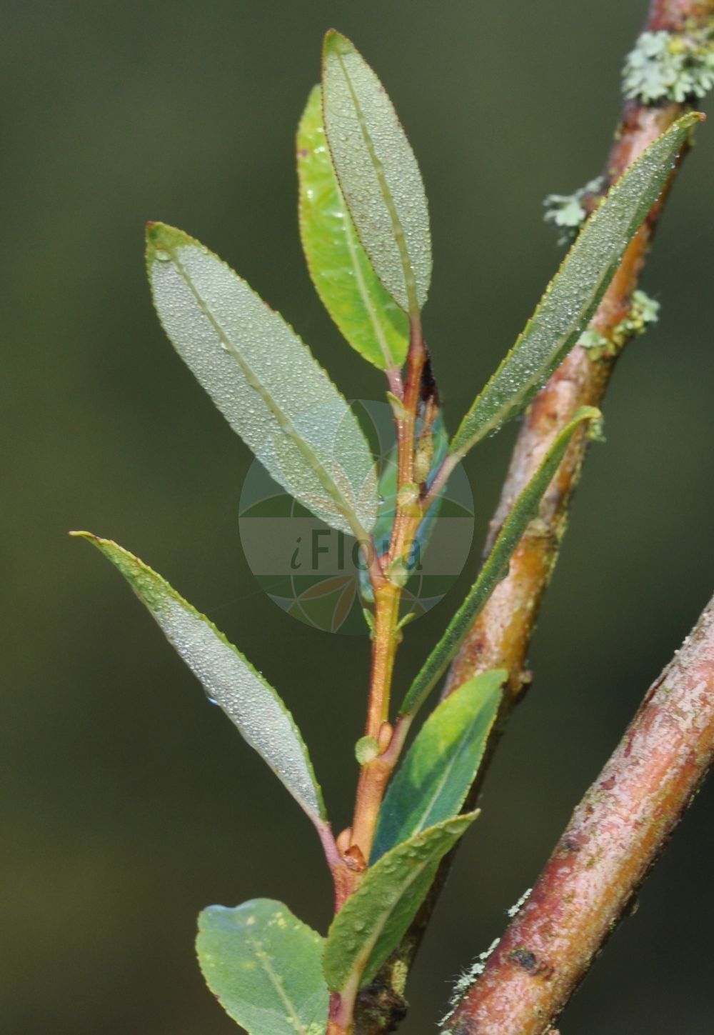 Salix triandra - Salicaceae,Plantae,Pteridobiotina,Angiosperms,Malpighiales,Salicaceae,Salix,Salix triandra,Diplusion undulata, Gruenera amygdaloides, Nestylix amygdalina, Nestylix hopeana, Nestylix villarsiana, Pleiarina triandra, Salix alopecuroides, Salix amygdalina, Salix amygdalina var. androgyna, Salix amygdalina var. concolor, Salix amygdalina var. discolor, Salix armena, Salix armena, Salix fursaevii, Salix hoffmanniana, Salix hoppeana, Salix lanceolata, Salix medwedewii, Salix semperflorens, Salix spectabilis, Salix tenuiflora, Salix trevirani, Salix trevirani, Salix triandra f. androgyna, Salix triandra f. angustifolia, Salix triandra f. barbulata, Salix triandra f. brevipes, Salix triandra f. gracilis, Salix triandra f. longipedunculata, Salix triandra f. longisquamis, Salix triandra f. sandomiriensis, Salix triandra f. semperflorens, Salix triandra f. villarsiana, Salix triandra f. villosiuscula, Salix triandra f. vulgaris, Salix triandra subsp. concolor, Salix triandra subsp. discolor, Salix triandra var. abortiva, Salix triandra var. androgyna, Salix triandra var. angustifolia, Salix triandra var. concolor, Salix triandra var. discolor, Salix triandra var. discolor, Salix triandra var. diversifolia, Salix triandra var. glaucophylla, Salix triandra var. monstruosa, Salix triandra var. stipularis, Salix triandra var. triandra, Salix varia, Salix venusta, Salix venusta, Salix villarsiana,Mandel-Weide;Bereifte Mandel-Weide;Fuchsschwanz-Weide;almond willow;almond leaf willow;almond-leaf willow;almond-leaved willow;french willow;Osier brun;Saule à trois étamines;saule à feuilles d'amandier;osier franc;osier rouge;saule amandier;saule amandier d'Espagne;mimbrera oscura;sarga negra;sargatilla blanca;sargatilla borde;sargatilla negra;sauce abigarrado;sauce almendro;sauce almendruño;sauce de dos colores;sauce negro;Salice da ceste;salice triandro;amandelwilg;salgueiro-com-folhas-de-amendoeira;белолоз;белотал;ива миндалелистная;ива миндальная;ива трёхтычинковая;bağ söğüdü;shelg;salze triandre;vrba žuta;mandelpil;mandel-pil;wierzba migdałowa;wierzba trójpręcikowa;mandljasta vrba;mandulalevelű fűz;vrba trojmužná;vŕba trojtyčinková;верба тритичинкова;тритичинкова върба;loogapaju;vesipaju;vicu vītols;mandelpil;jokipaju;бадемаста врба;arvat sheloshet-ha'avkanim;עַרְבַת שְׁלוֹשֶׁת-הָאַבְקָנִים;krantinis gluosnis;αμυγδαλοϊτιά;ιτιά