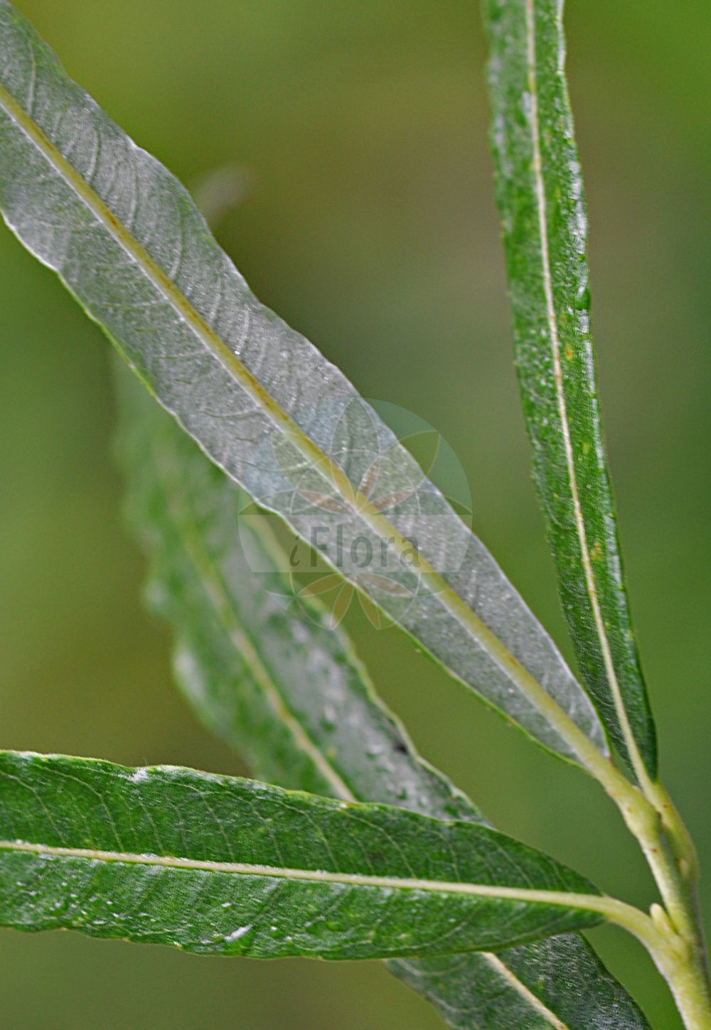 Salix viminalis - Salicaceae,Plantae,Pteridobiotina,Angiosperms,Malpighiales,Salicaceae,Salix,Salix viminalis,Diplima viminalis, Salix linearis, Salix longifolia, Salix polia, Salix rossica, Salix rufescens, Salix russica, Salix serotina, Salix splendens, Salix strobilacea, Salix veriviminalis, Salix viminalis subsp. veriviminalis, Salix viminalis var. semiviminalis, Salix viminalis var. strobilacea, Salix virescens,Korb-Weide;osier;basket willow;silky osier;common osier;french osier;osier willow;twiggy willow;Osier blanc;Saule des vanniers;hollandine;osier des îles;osier vert;saule à longues feuilles;mimbrera;sauce mimbre;mimbre común;Salice da vimini;Vetrice;Vimine;salice viminale;brillo;vinco;katwilg;salgueiro-francês;vima;vimeiro-branco;vimeiro-do-norte;vimeiro-fêmea;vimeiro-francês;ива Гмелина;ива корзиночная;ива лозная;ива настоящая прутовидная;ива прутовидная;ива русская;sepetçi söğütü;shelg;salze viminal;bijela topola;korgvide;båndpil;wierzba wiciowa;witwa;beka;kosárfonó fűz;vrba košíkářská;mlajă;vŕba košikárska;верба прутовидна;кошеичарска върба;korvipąju;vitspąju;klūdziņu kārkls;kurvpil;koripaju;беква;žilvitis;tù lán liǔ;吐兰柳