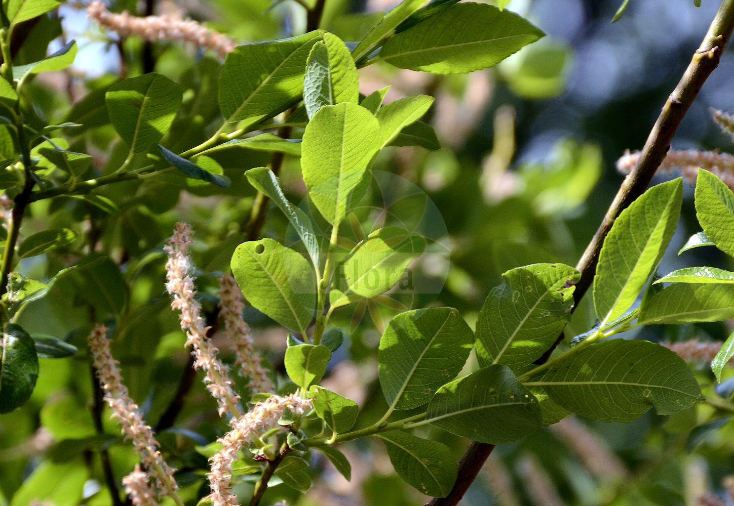 Salix waldsteiniana - Salicaceae,Plantae,Pteridobiotina,Angiosperms,Malpighiales,Salicaceae,Salix,Salix waldsteiniana,Salix prunifolia,Waldsteins Weide;Bäumchen-Weide;Ost-Bäumchen-Weide;waldstein's willow;Saule de Waldstein;Salice di Waldstein;ива Вальдштайна;shelg;Waldsteinova vrba;валдщайнова върба;валдштајнова врба