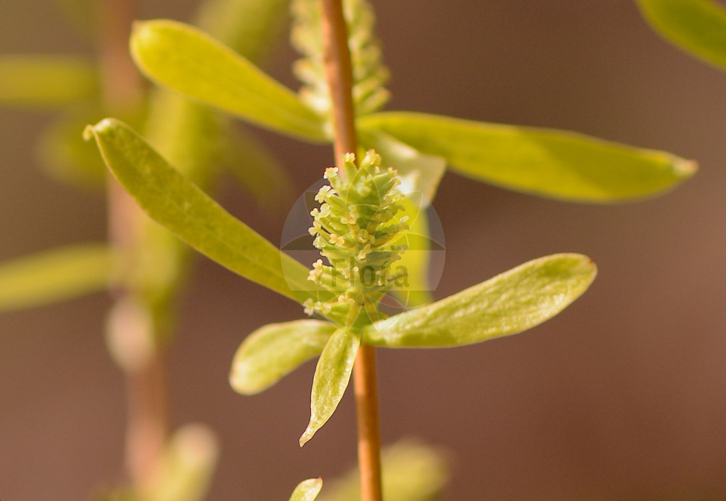 Salix babylonica - Salicaceae,Plantae,Pteridobiotina,Angiosperms,Malpighiales,Salicaceae,Salix,Salix babylonica,Ficus salix, Salix annularis, Salix babylonica f. seiko, Salix babylonica f. villosa, Salix babylonica var. babylonica, Salix babylonica var. glandulipilosa, Salix babylonica var. lavallei, Salix babylonica var. szechuanica, Salix cantoniensis, Salix capitata, Salix chinensis, Salix dependens, Salix jeholensis, Salix jishiensis, Salix lasiogyne, Salix lenta, Salix matsudana, Salix matsudana f. tortuosa, Salix matsudana var. anshanensis, Salix matsudana var. pseudomatsudana, Salix matsudana var. tortuosa, Salix napoleonis, Salix neolasiogyne, Salix ohsidare, Salix pendula, Salix pendula, Salix pingliensis, Salix pseudogilgiana, Salix pseudolasiogyne, Salix pseudomatsudana, Salix subfragilis, Salix yuhkii,Trauer-Weide;Chinesische Hänge-Weide;Babylonische Trauer-Weide;Echte Trauerweide;Korkenzieher-Weide;weeping willow;babylon willow;peking willow;Saule pleureur;saule de Babylone;saule de Pékin;saule parasol;saule tortueux;juncia;sauce de Matsuda;llorón;sauce de Babilonia;sauce llorón;salice piangente;salice di Pechino;salice babilonese;treurwilg;chorão;salgueiro-chorão;ива вавилонская;ива китайская;salkım söğüt;shelg;desmai;žalosna vrba;tårpil;tårepil;wierzba babilońska;shidare-yanagi;unryû-yanagi;シダレヤナギ;ウンルュウヤナギ;vrba žalujka;babiloni szomorúfűz;spirálfűz;vrba babylónská;vrba Matsudova;vrba pekingská;vŕba babylonská;верба вавілонська;плачеща върба;tårepil;itkusalava;chuí liǔ;hàn liǔ;垂柳;旱柳