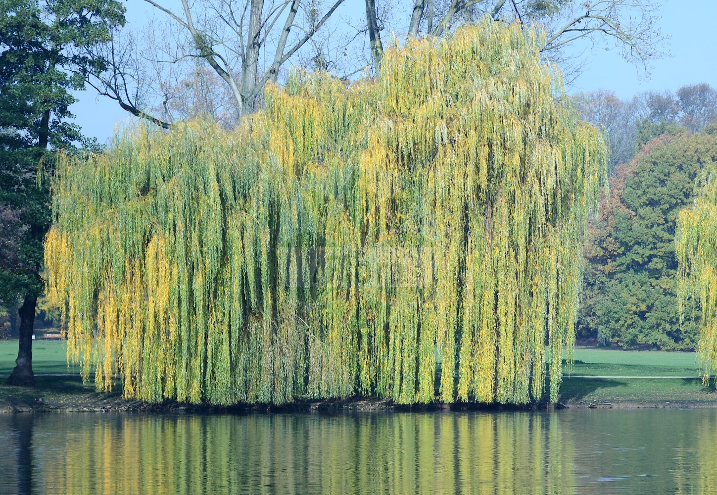 Salix babylonica - Salicaceae,Plantae,Pteridobiotina,Angiosperms,Malpighiales,Salicaceae,Salix,Salix babylonica,Ficus salix, Salix annularis, Salix babylonica f. seiko, Salix babylonica f. villosa, Salix babylonica var. babylonica, Salix babylonica var. glandulipilosa, Salix babylonica var. lavallei, Salix babylonica var. szechuanica, Salix cantoniensis, Salix capitata, Salix chinensis, Salix dependens, Salix jeholensis, Salix jishiensis, Salix lasiogyne, Salix lenta, Salix matsudana, Salix matsudana f. tortuosa, Salix matsudana var. anshanensis, Salix matsudana var. pseudomatsudana, Salix matsudana var. tortuosa, Salix napoleonis, Salix neolasiogyne, Salix ohsidare, Salix pendula, Salix pendula, Salix pingliensis, Salix pseudogilgiana, Salix pseudolasiogyne, Salix pseudomatsudana, Salix subfragilis, Salix yuhkii,Trauer-Weide;Chinesische Hänge-Weide;Babylonische Trauer-Weide;Echte Trauerweide;Korkenzieher-Weide;weeping willow;babylon willow;peking willow;Saule pleureur;saule de Babylone;saule de Pékin;saule parasol;saule tortueux;juncia;sauce de Matsuda;llorón;sauce de Babilonia;sauce llorón;salice piangente;salice di Pechino;salice babilonese;treurwilg;chorão;salgueiro-chorão;ива вавилонская;ива китайская;salkım söğüt;shelg;desmai;žalosna vrba;tårpil;tårepil;wierzba babilońska;shidare-yanagi;unryû-yanagi;シダレヤナギ;ウンルュウヤナギ;vrba žalujka;babiloni szomorúfűz;spirálfűz;vrba babylónská;vrba Matsudova;vrba pekingská;vŕba babylonská;верба вавілонська;плачеща върба;tårepil;itkusalava;chuí liǔ;hàn liǔ;垂柳;旱柳